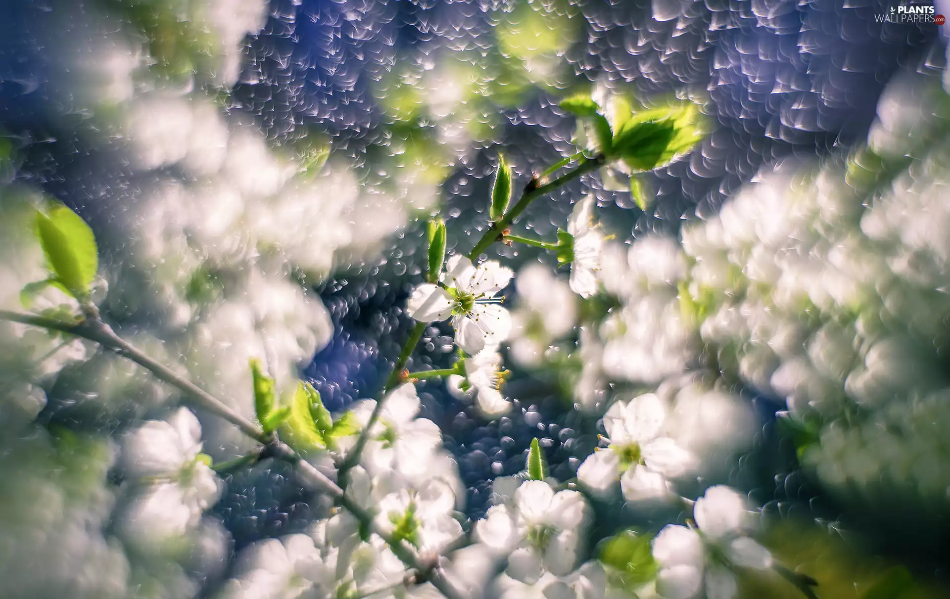 Flowers, Twigs, Bokeh, Fruit Tree