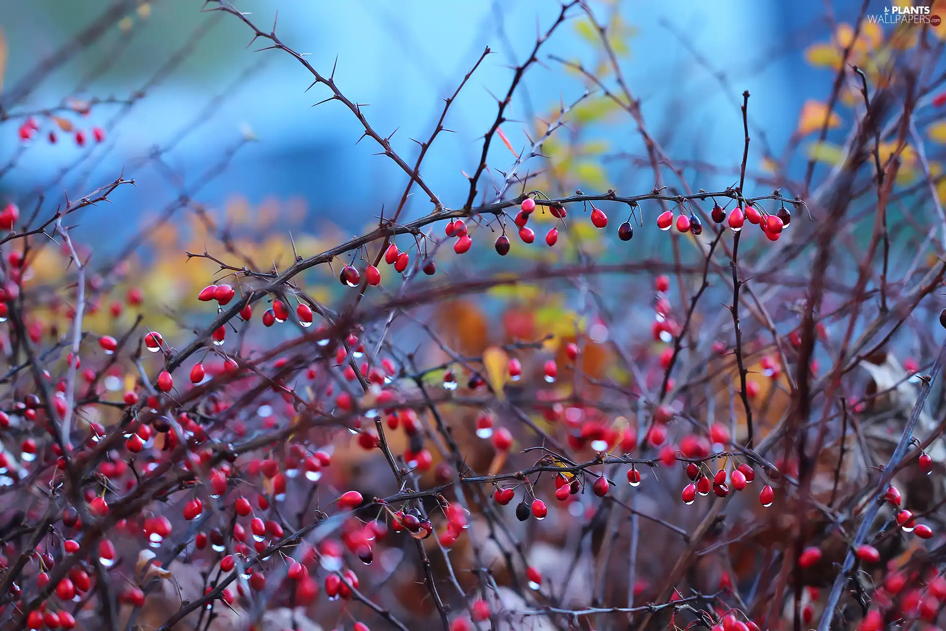 Twigs, Bush, Red, Fruits, barberry
