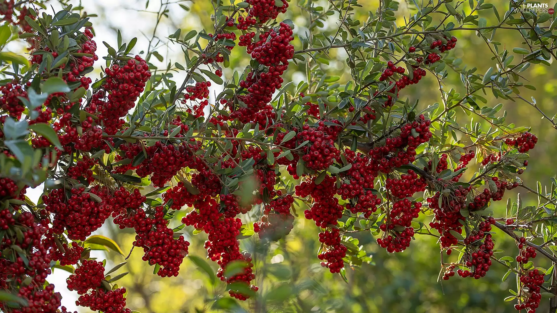 Bush, Red, blueberries, Twigs