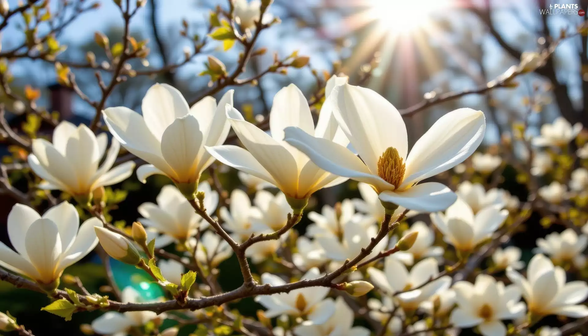 Twigs, White, rays of the Sun, Flowers, Magnolia, Bush, Ai