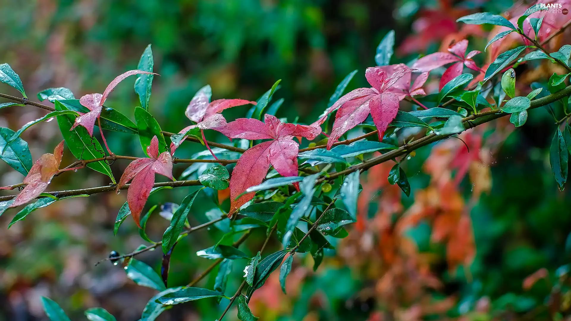 Twigs, Leaf, color