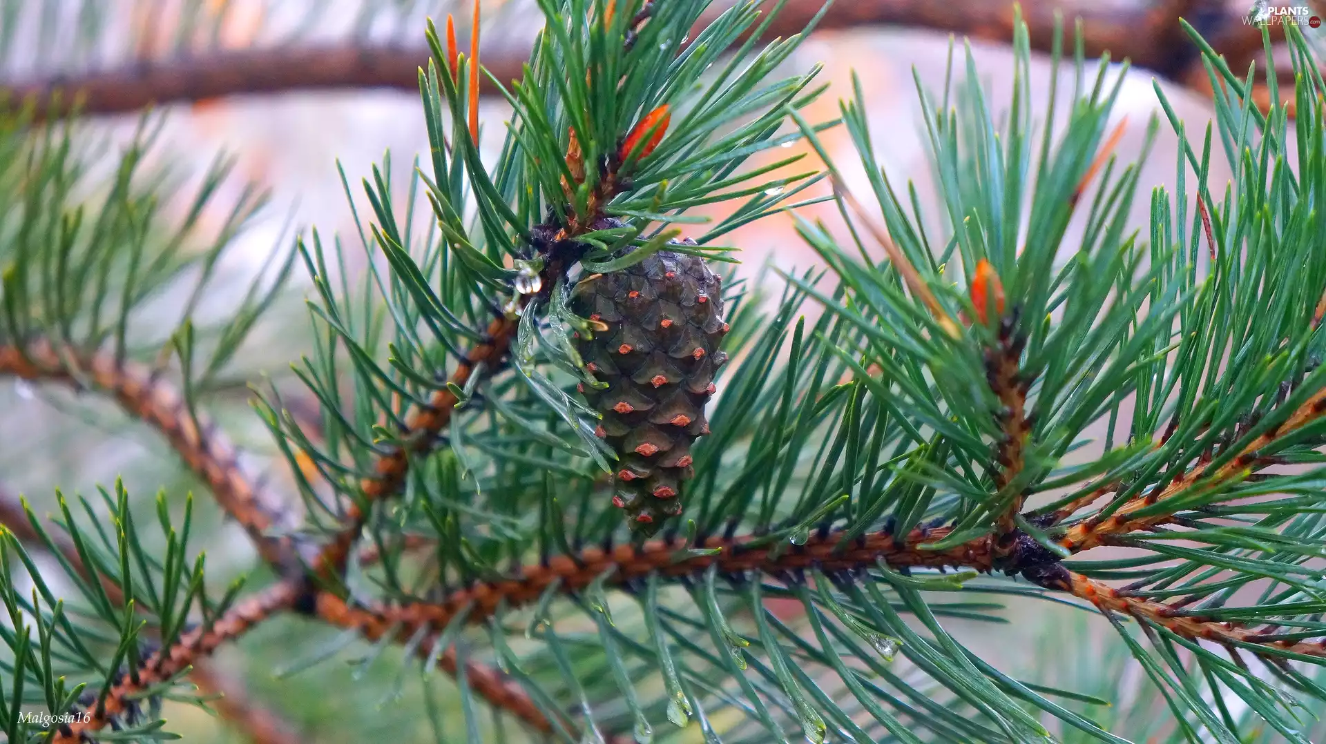 pine, Twigs, cone, green ones