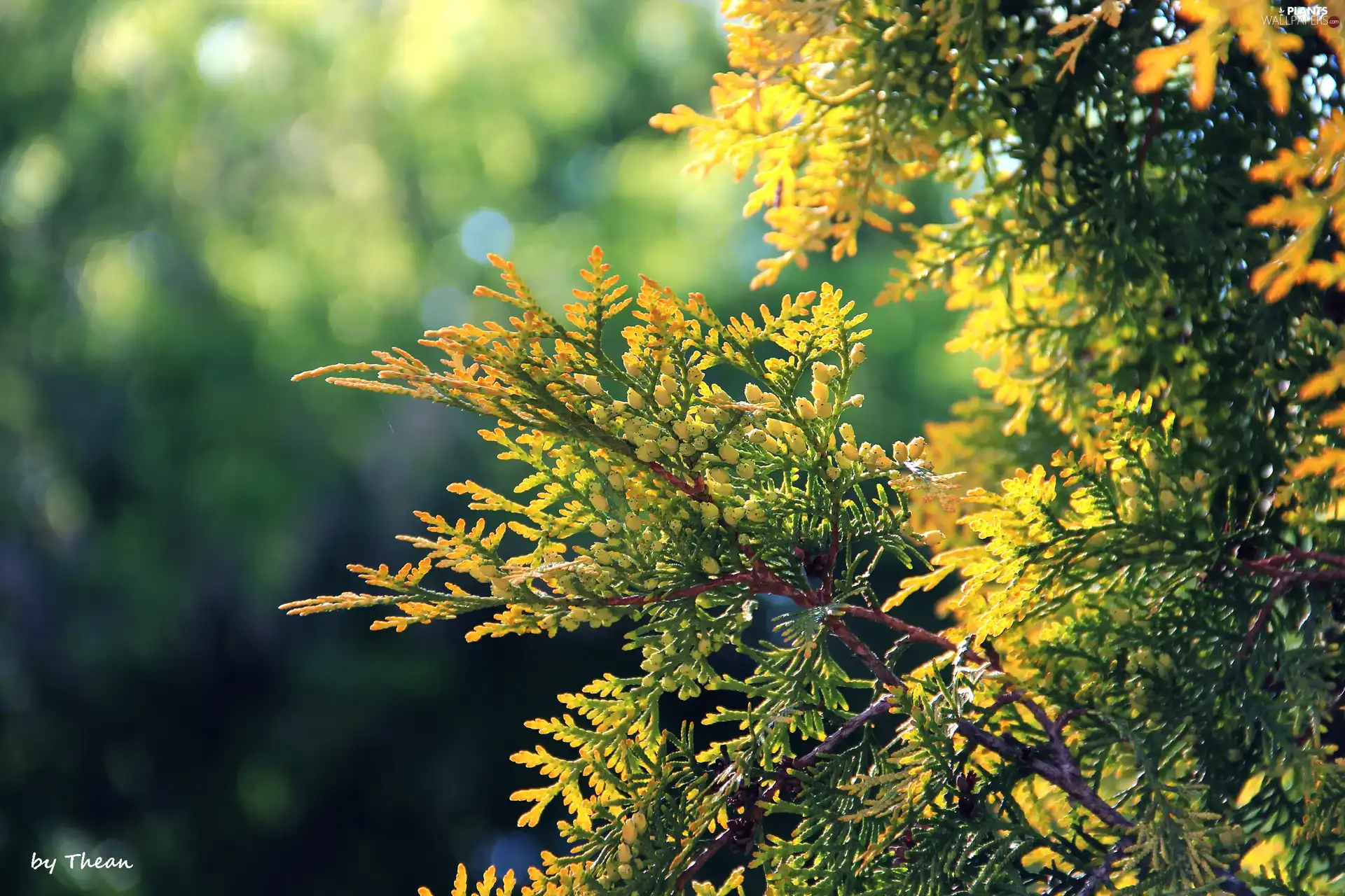 Twigs, thuja, conifer