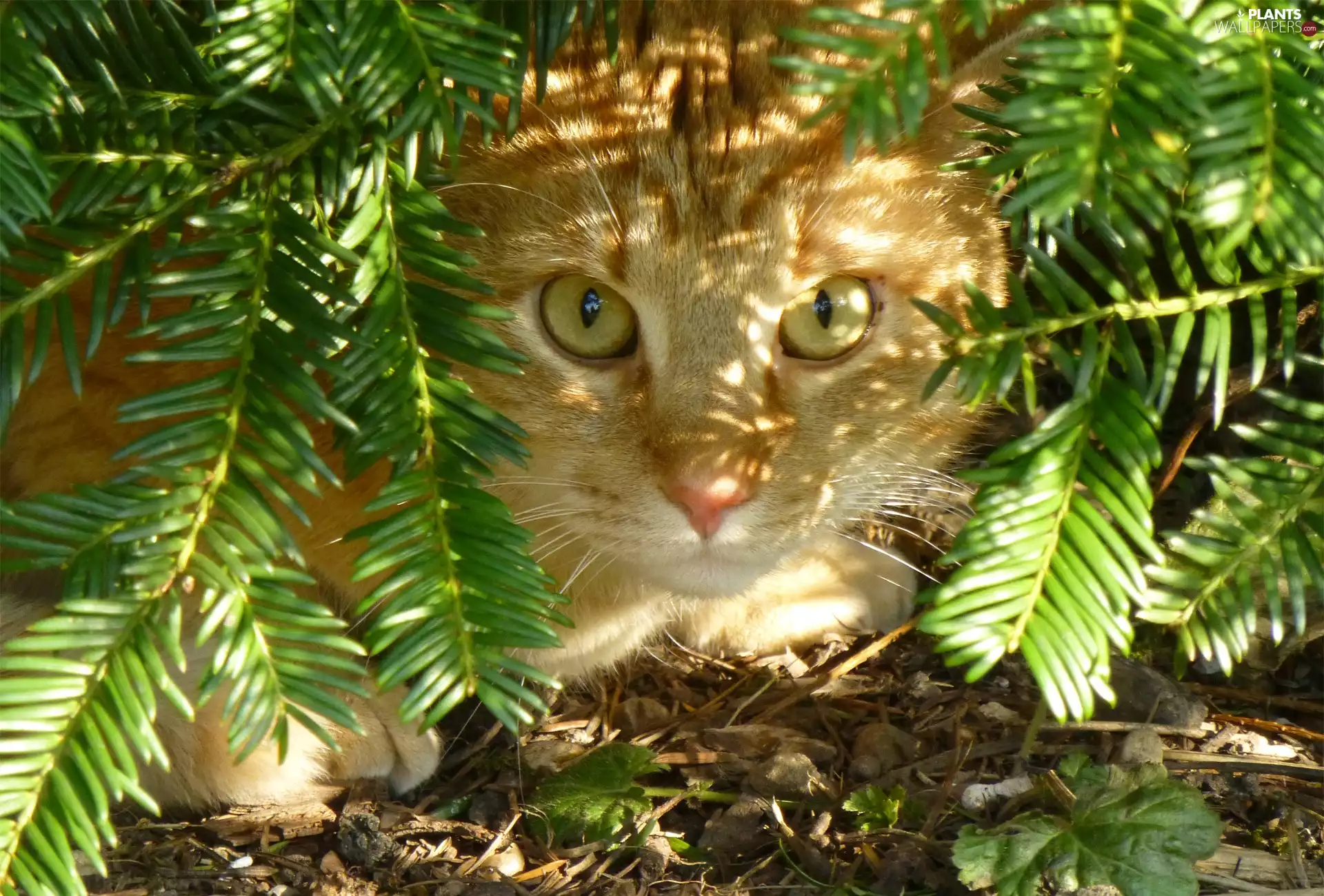 Twigs, cat, Conifers