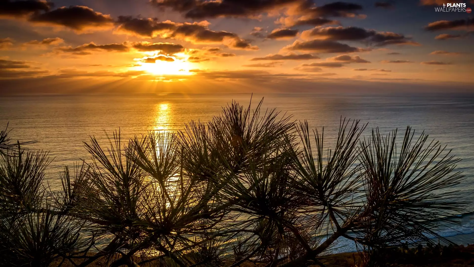 sea, Twigs, Conifers, Great Sunsets