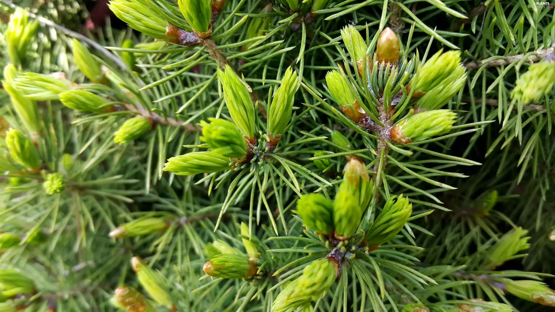 Twigs, conifers