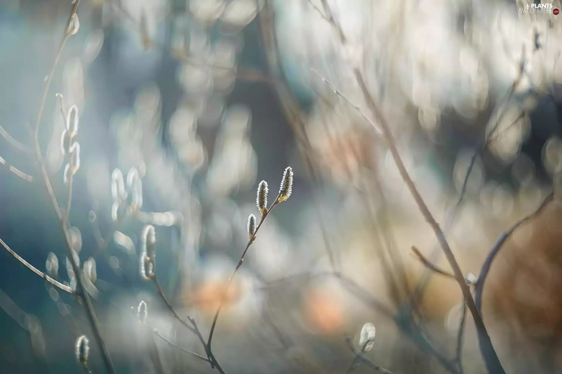 database, willow, blur, Twigs