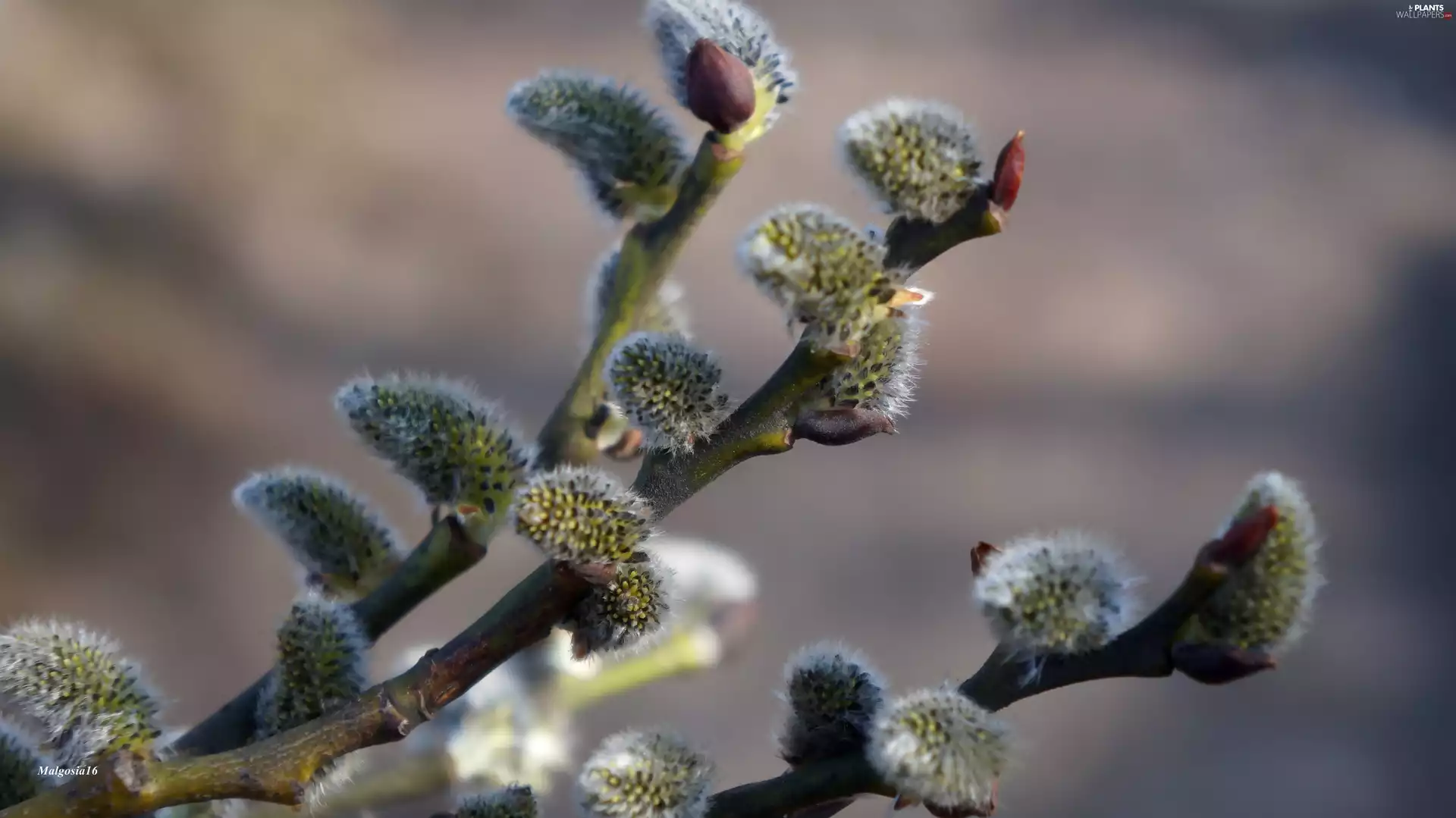 Twigs, Willow, database