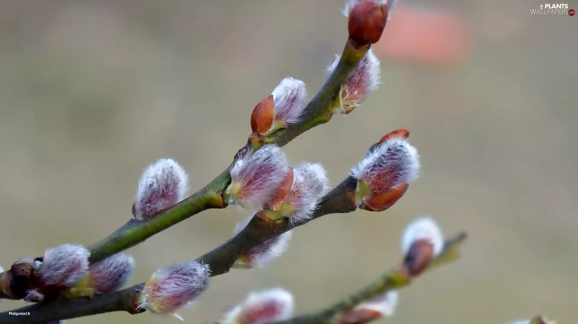 Twigs, Willow, database