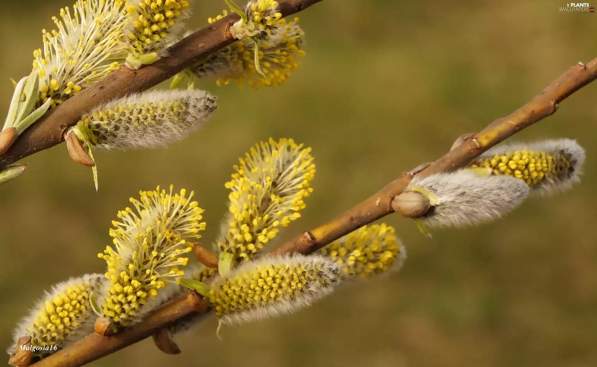 Twigs, Willow, database