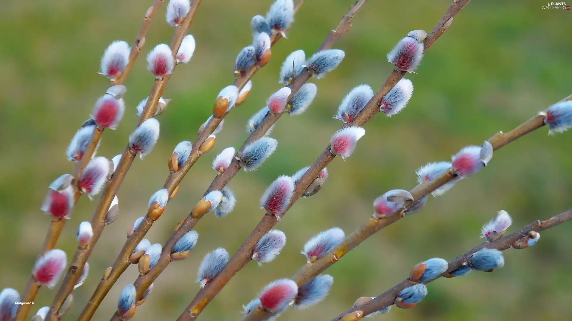 Twigs, Willow, database