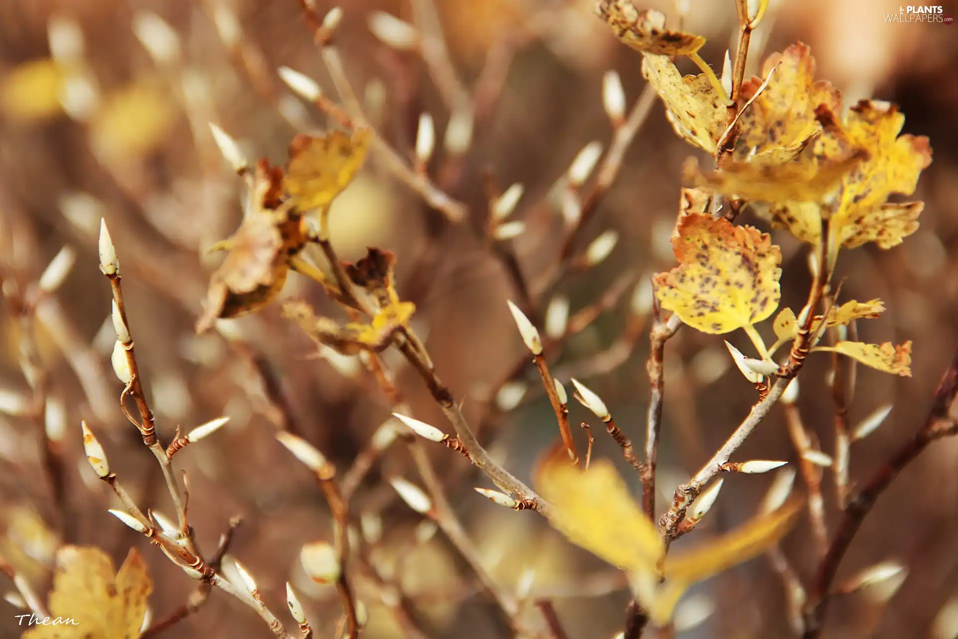 dry, naked, Twigs, leaves