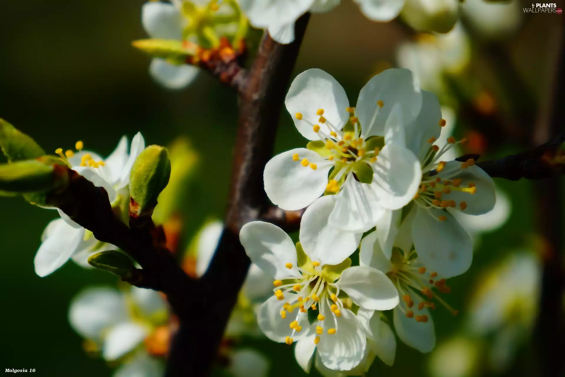 Twigs, Spring, flakes