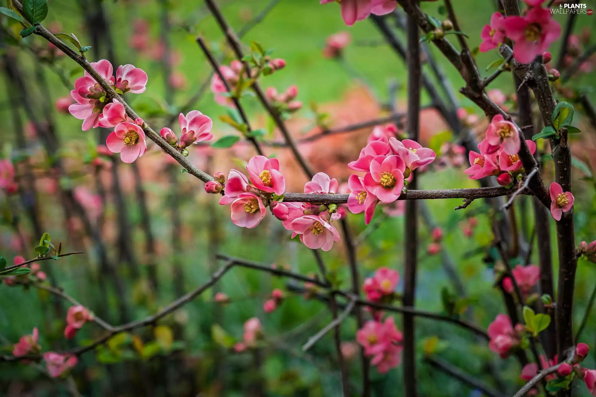Flourished, Flowers, quince, Twigs