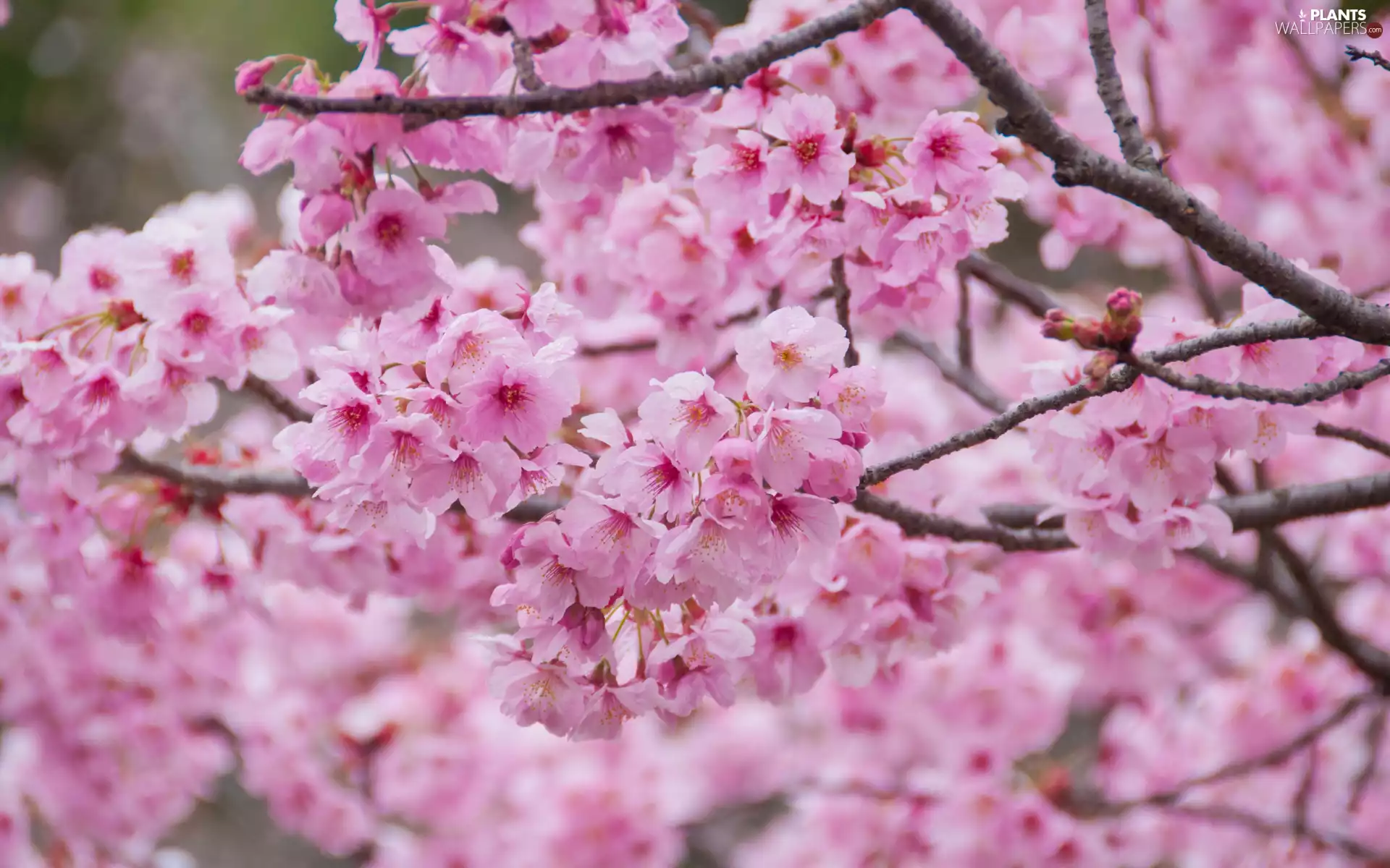 Flowers, Fruit Tree, Twigs, Pink, Flourished