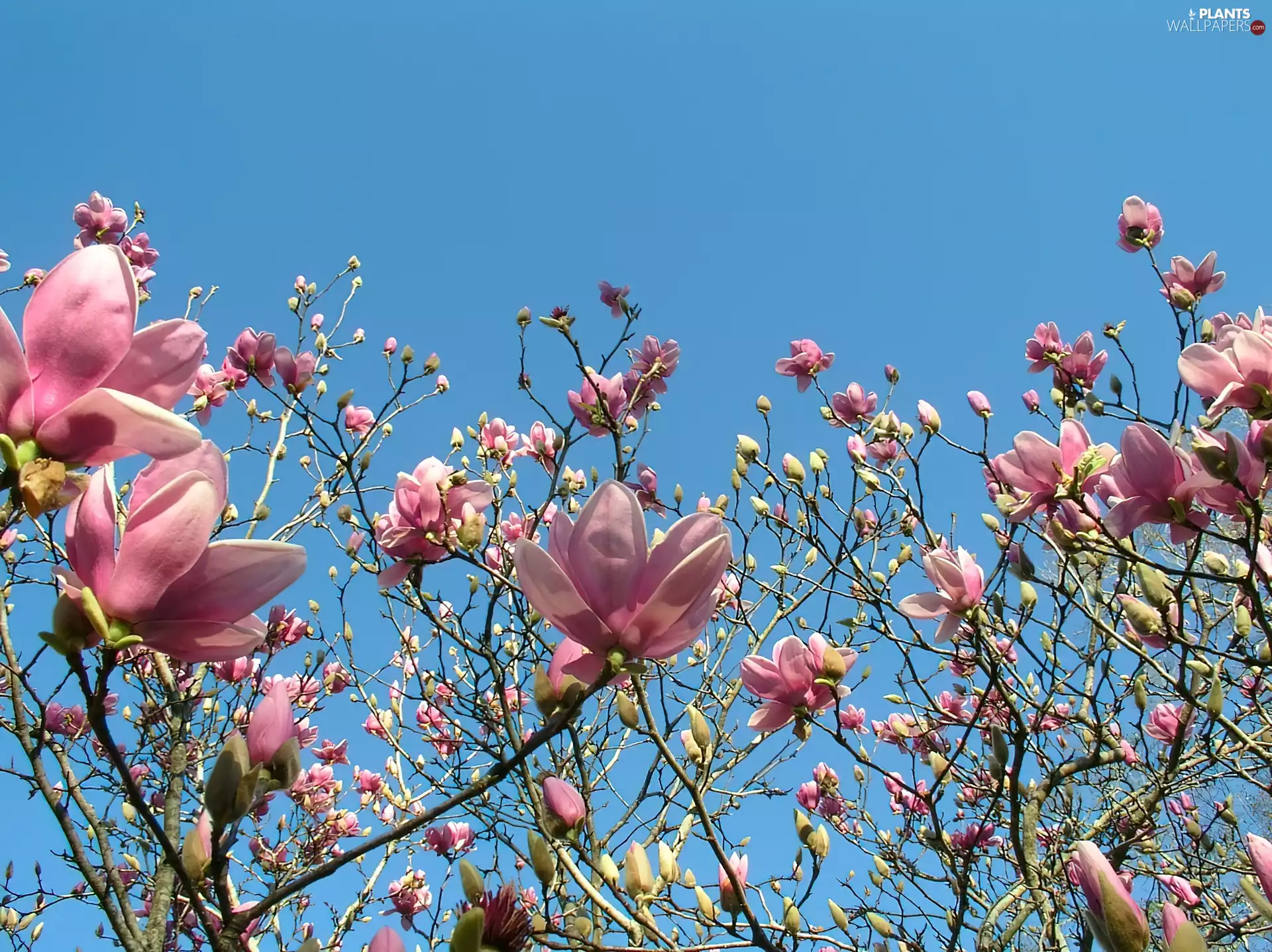 Twigs, Spring, flourishing