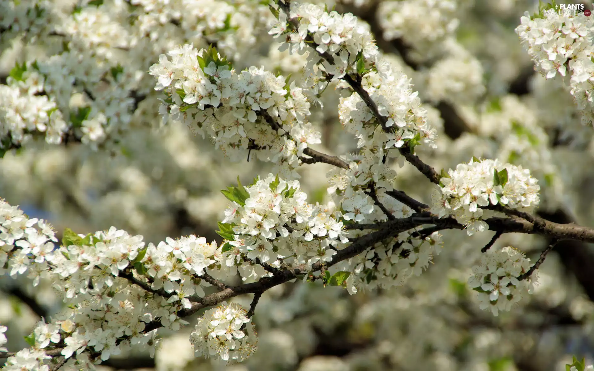 Flowers, Fruit Tree, Twigs, White, flourishing