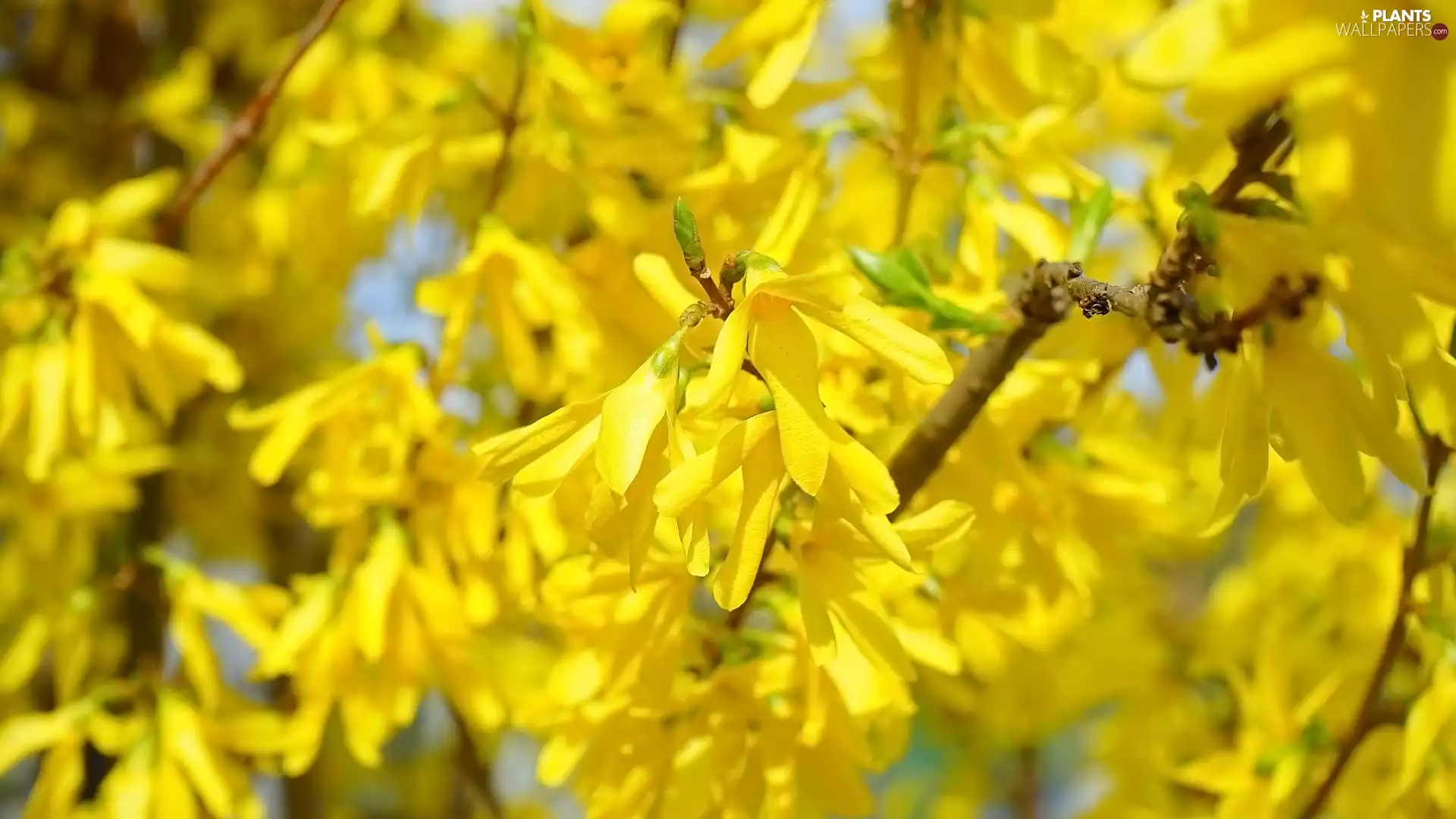Twigs, forsythia, Flowers