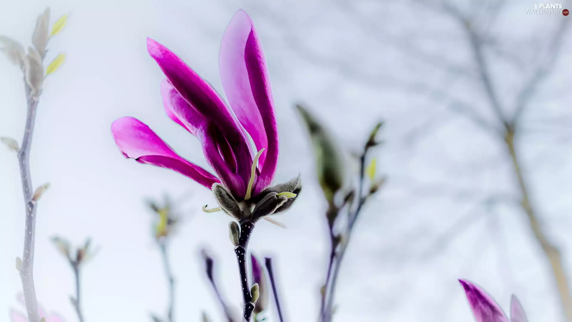 Dark Pink, Magnolia, Twigs, Colourfull Flowers