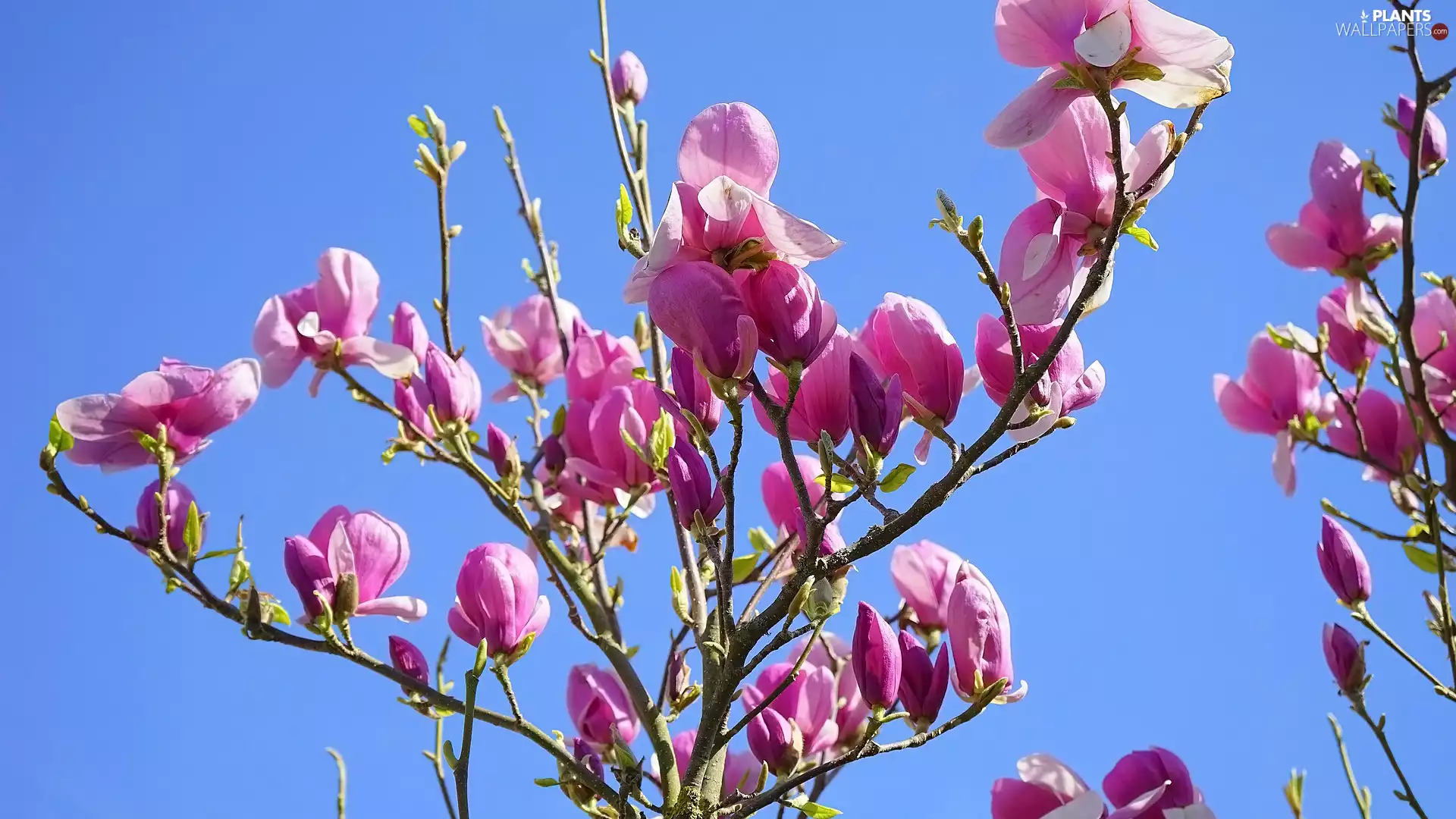 Twigs, Magnolia, Flowers