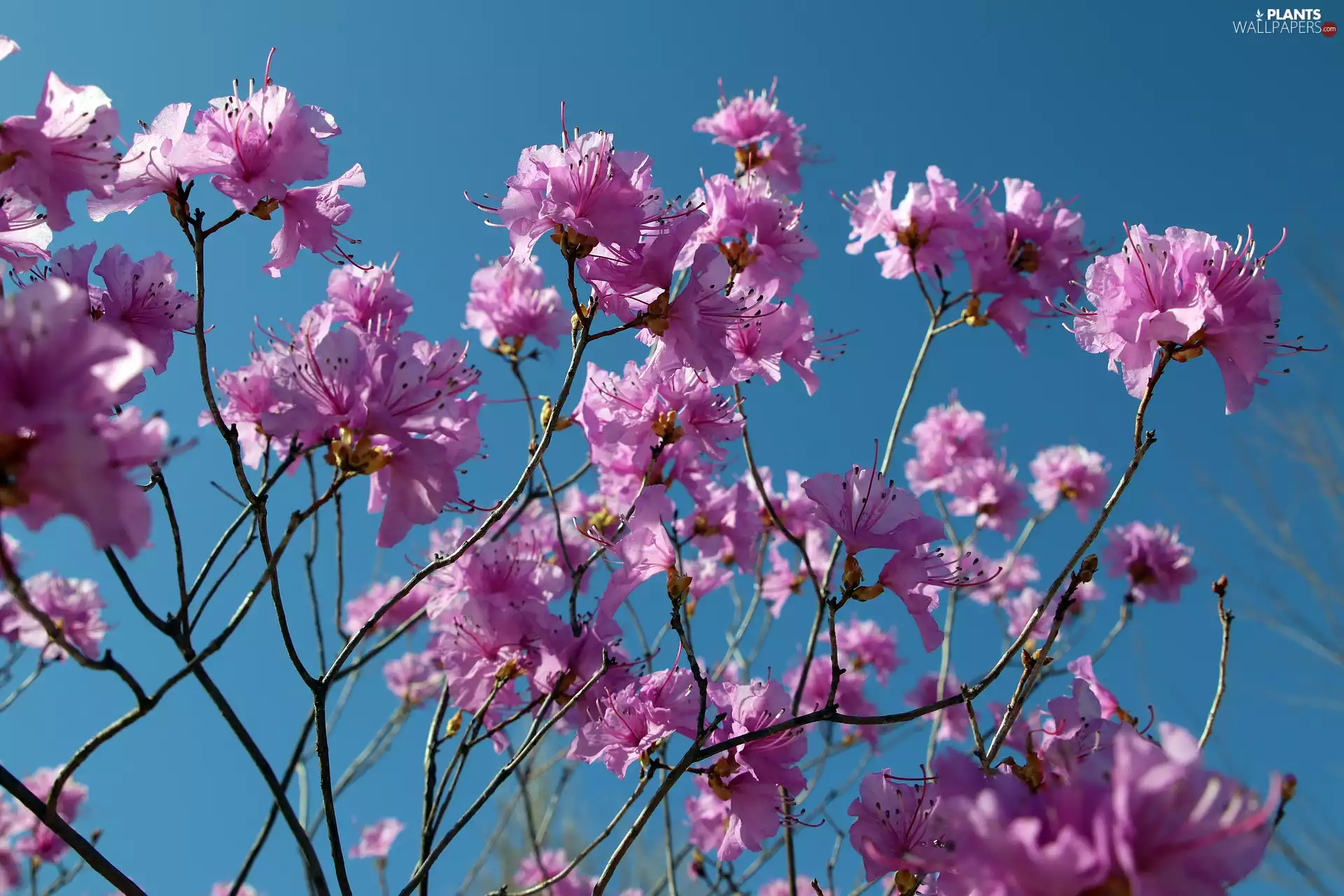 rhododendron, Twigs, Flowers, azalea, Pink