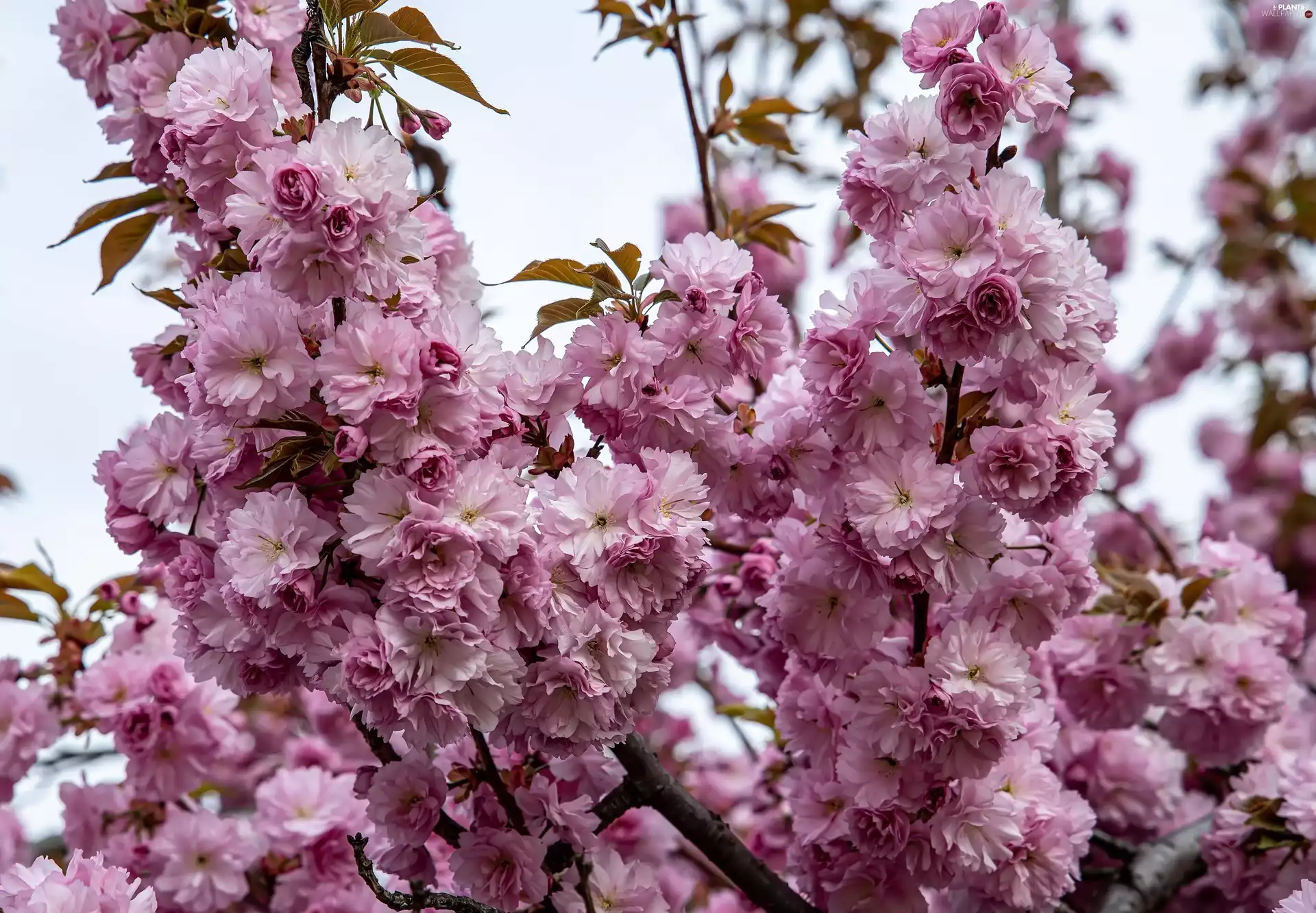 Twigs, tonsil, Flowers