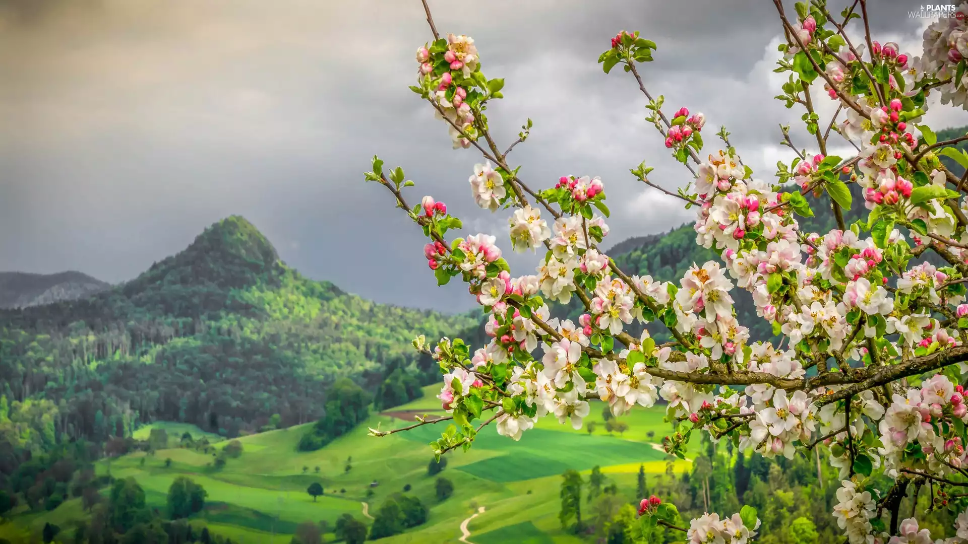 Mountains, Twigs, Flowers, Fruit Tree