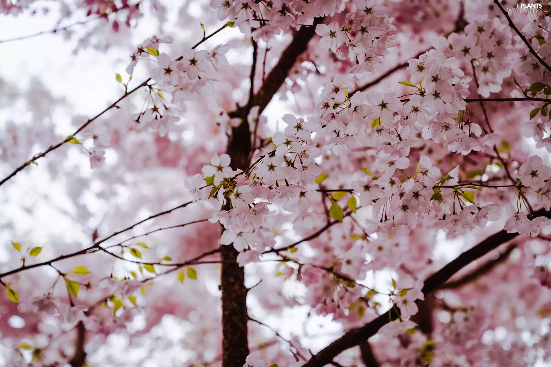 Flowers, Fruit Tree, Twigs