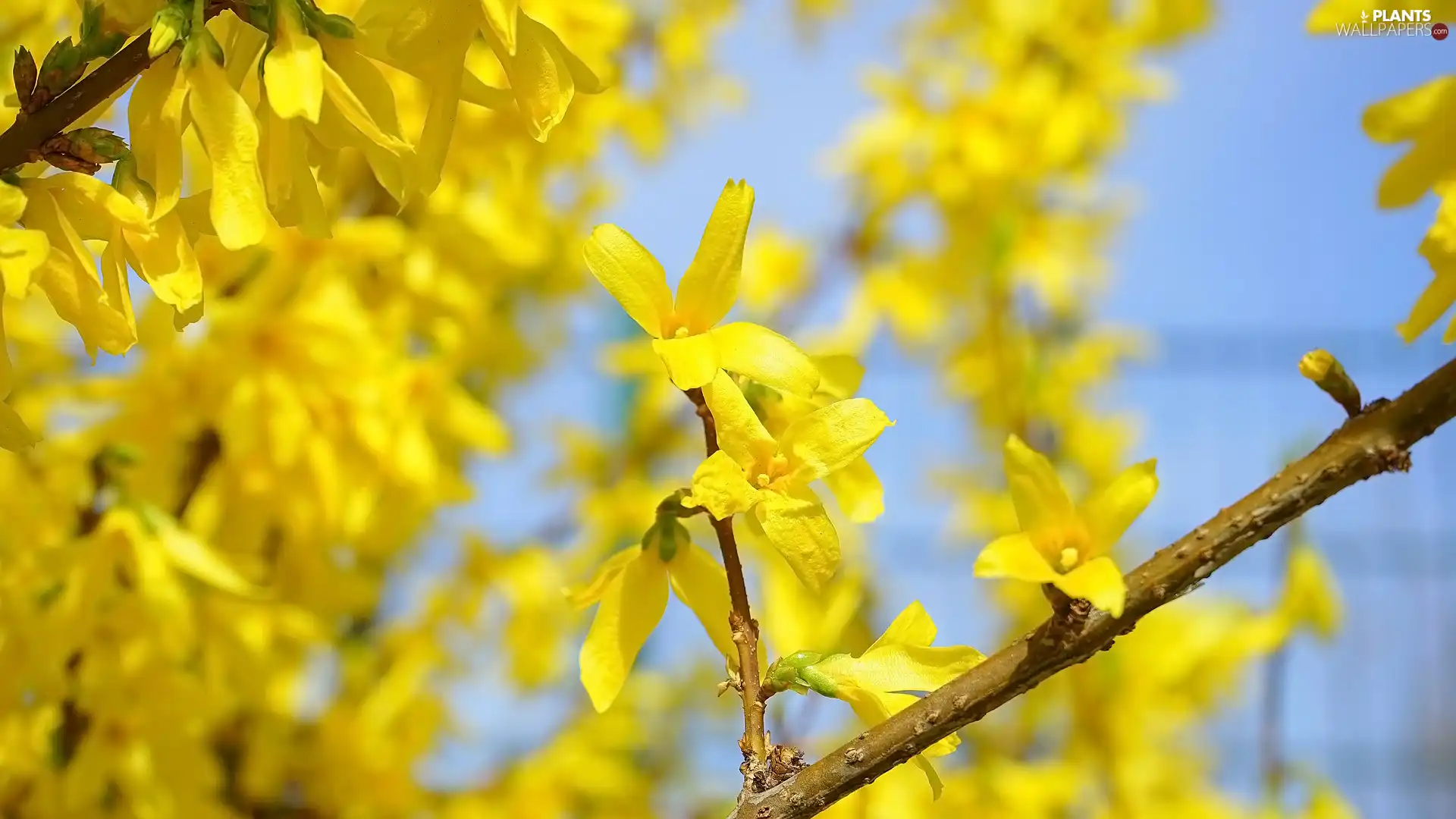 Yellow, Twigs, forsythia, Flowers, Bush