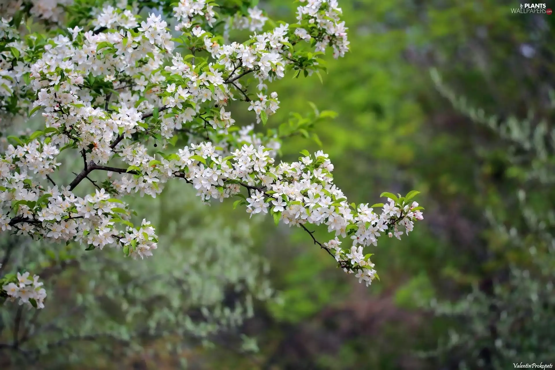 Spring, Twigs, Fruit Tree, flourishing