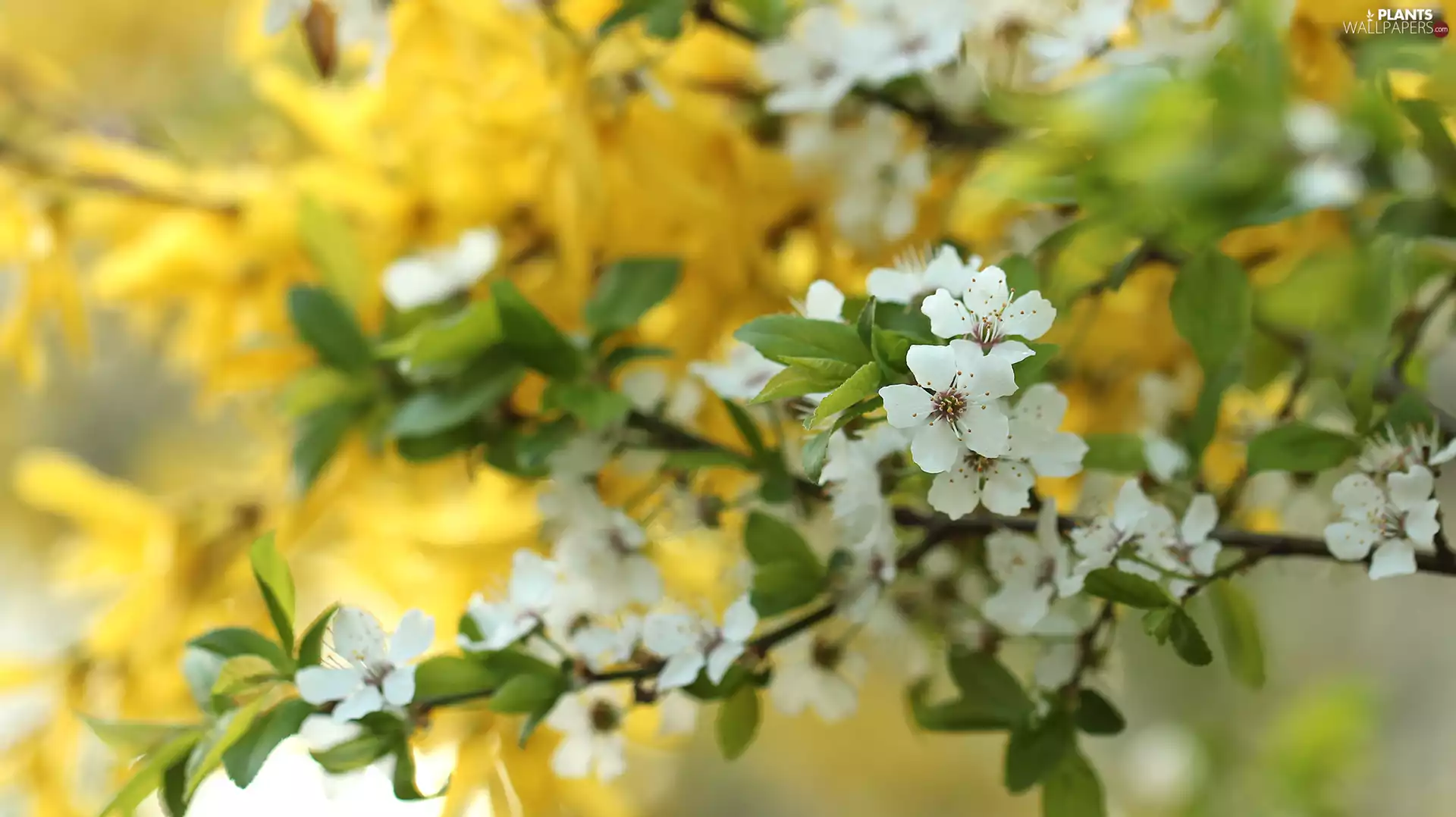 White, Twigs, Fruit Tree, Flowers
