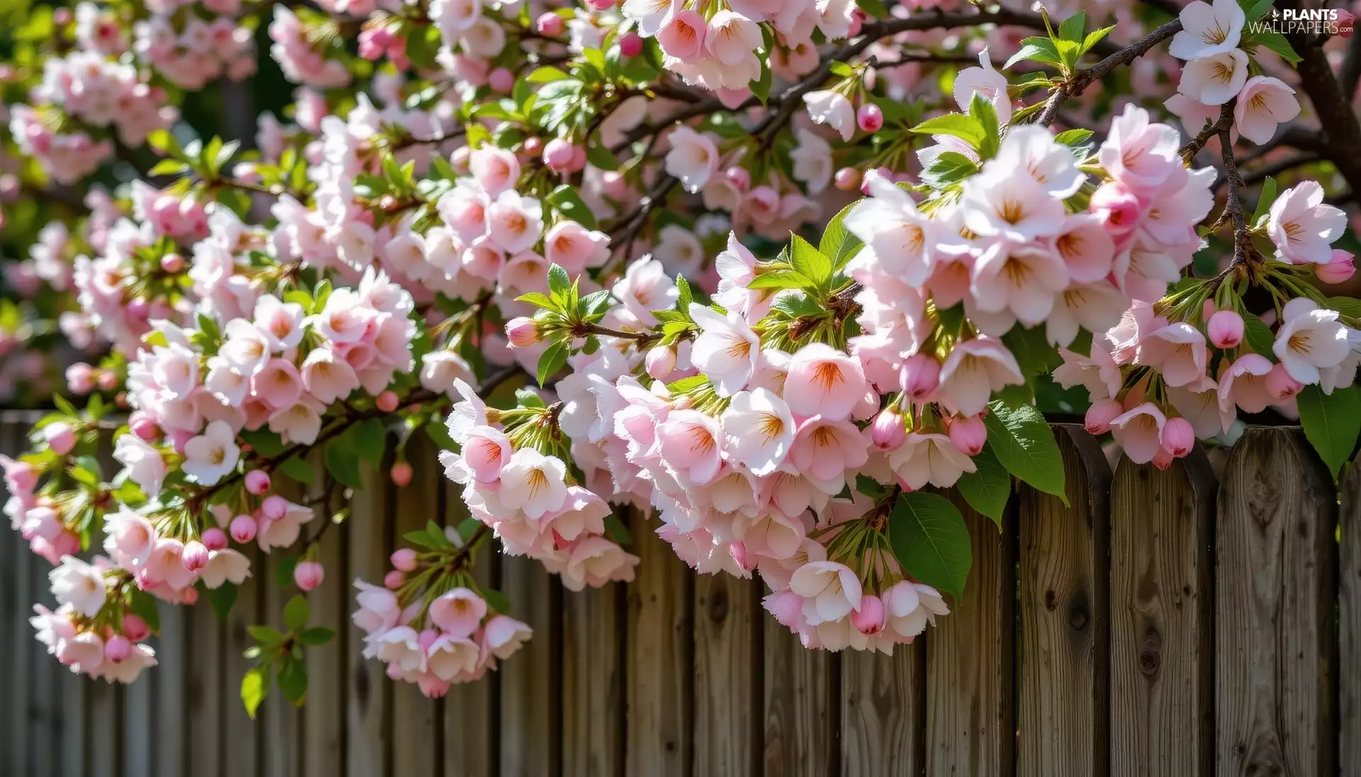 Light pink, Fruit Tree, leaves, Fance, Flowers, Twigs
