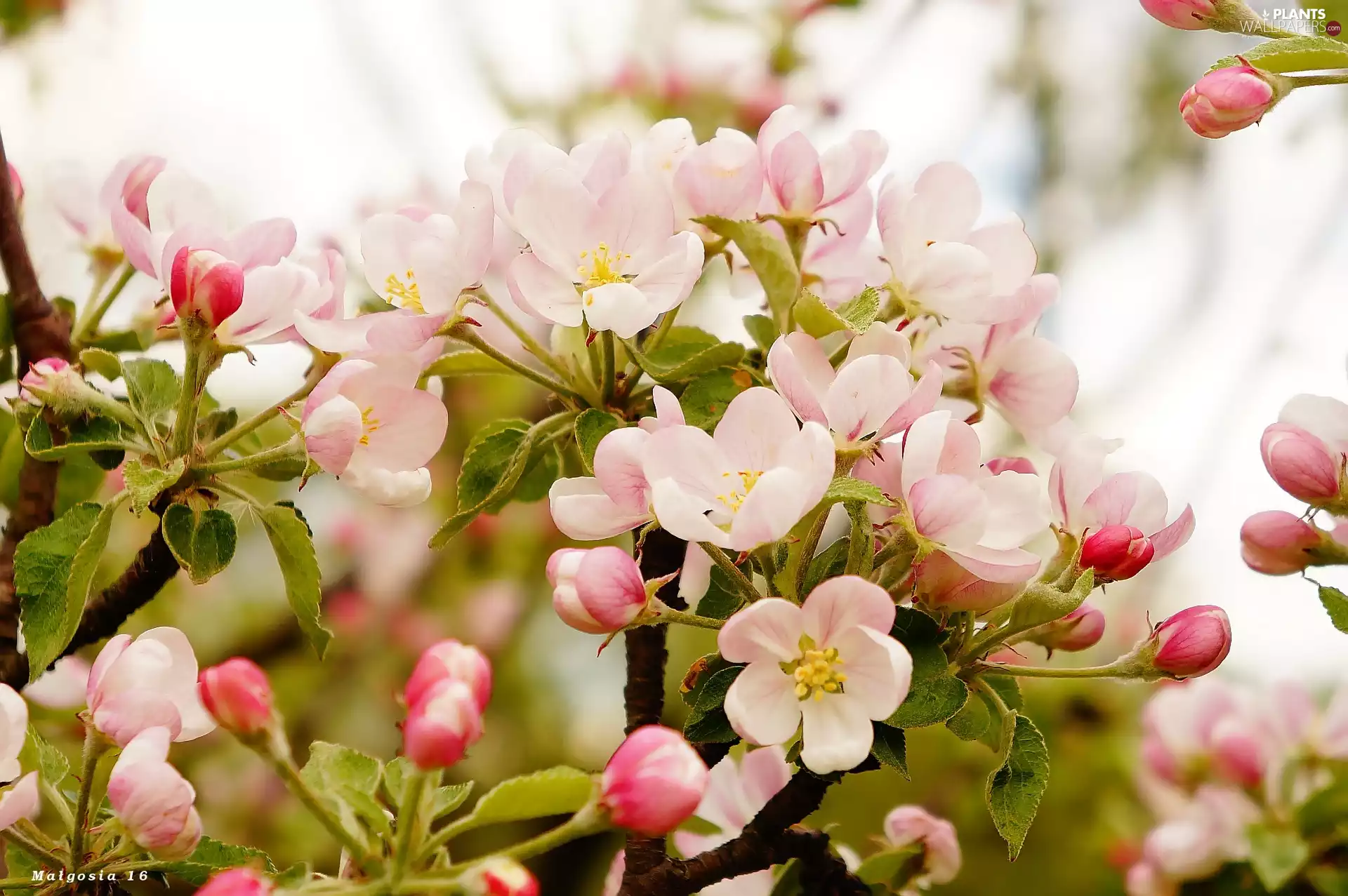 Flowers, Twigs, fruit, flourishing, trees