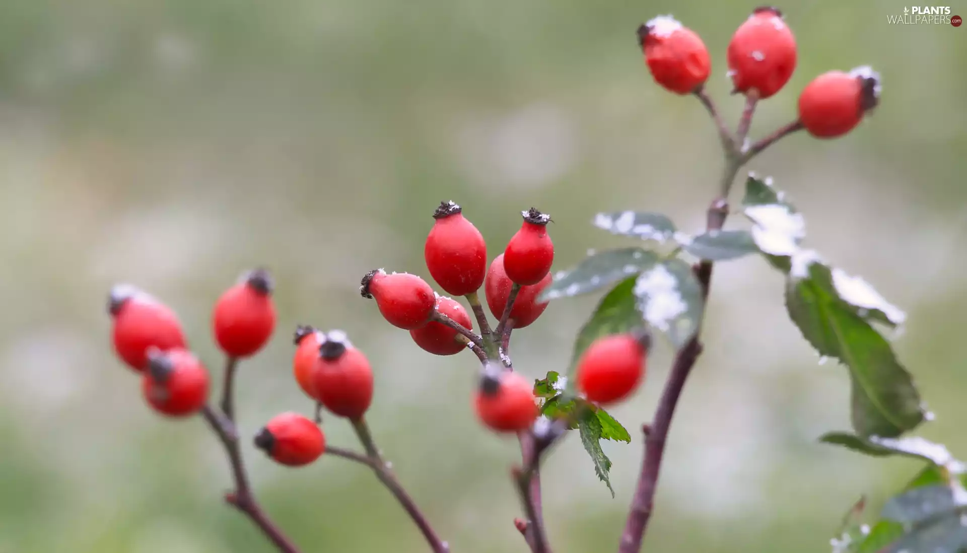 Twigs, Briar, Fruits