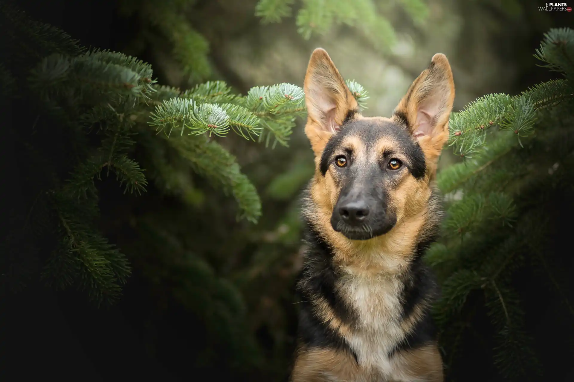 Swierk, German Shepherd, Twigs