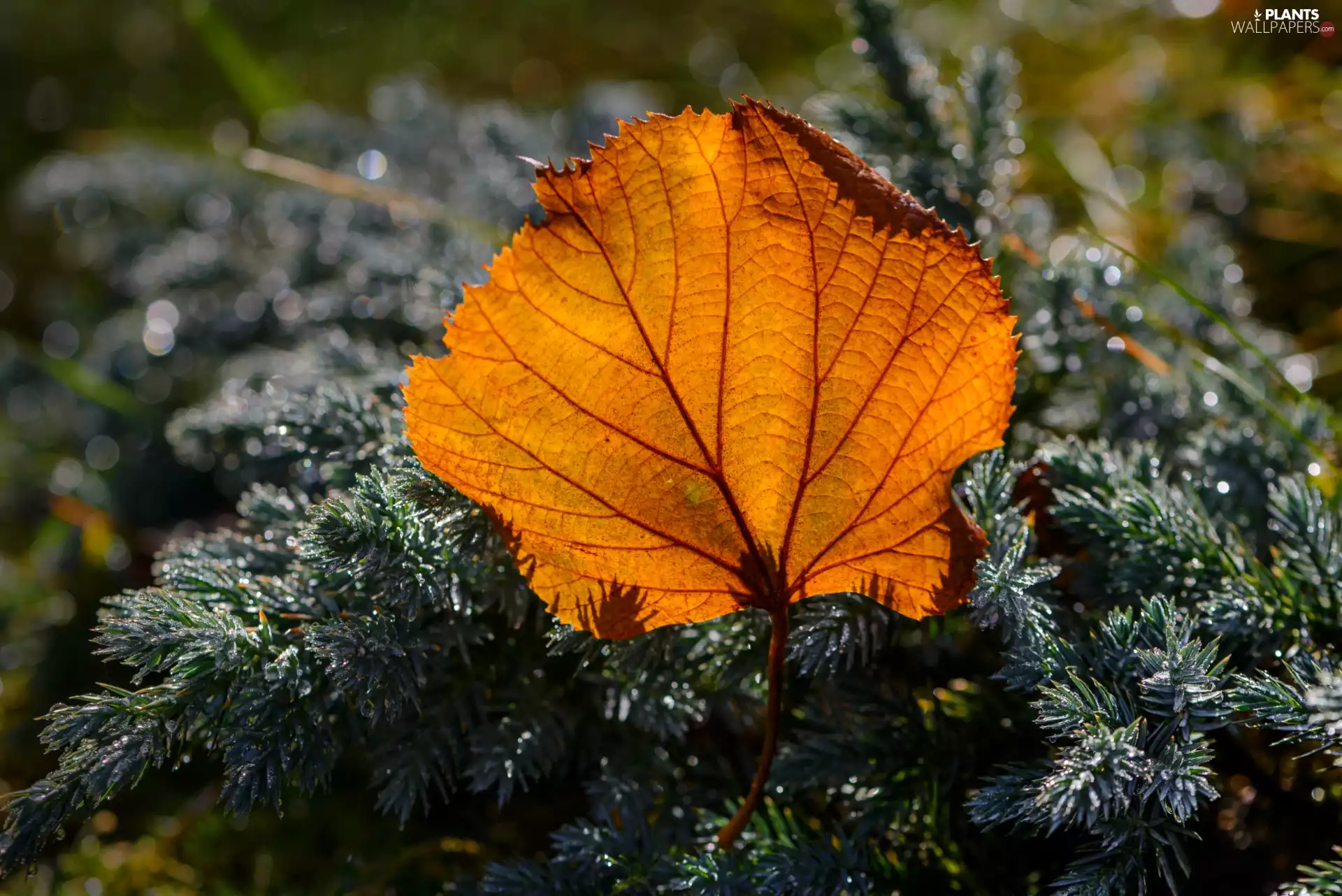 juniper, Yellow, leaf, Twigs