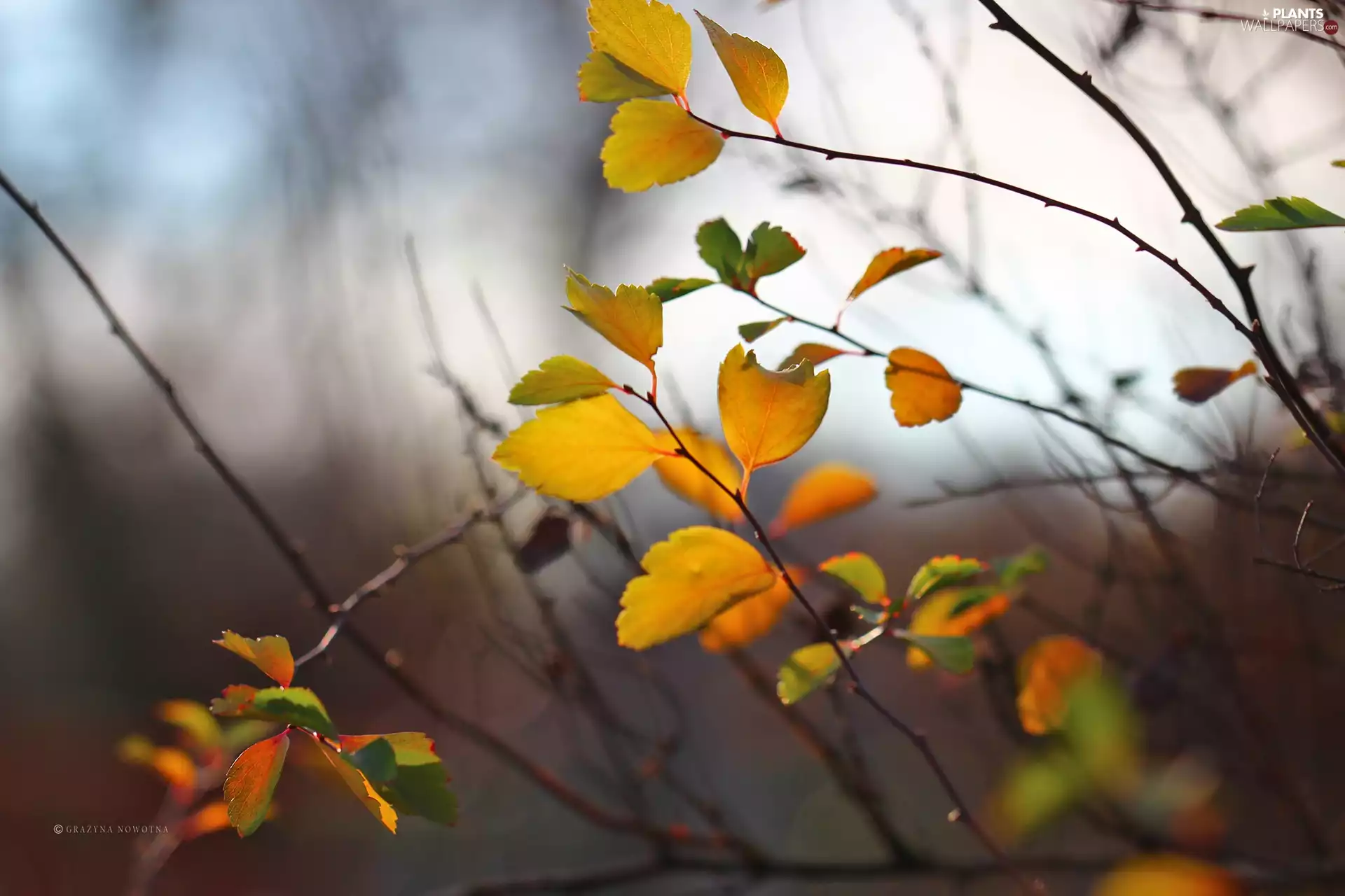Twigs, Autumn, Leaf
