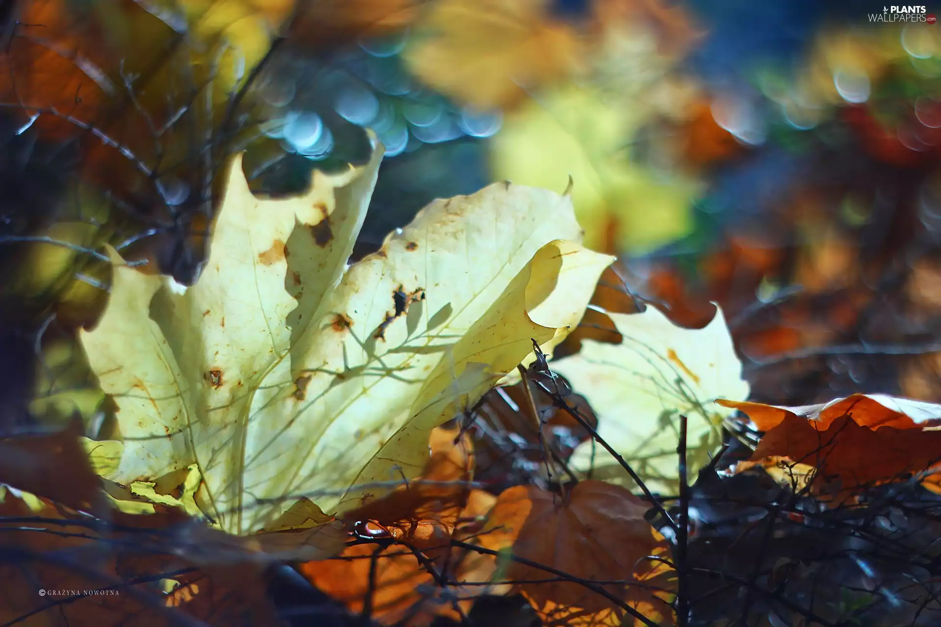 Twigs, Autumn, Leaf