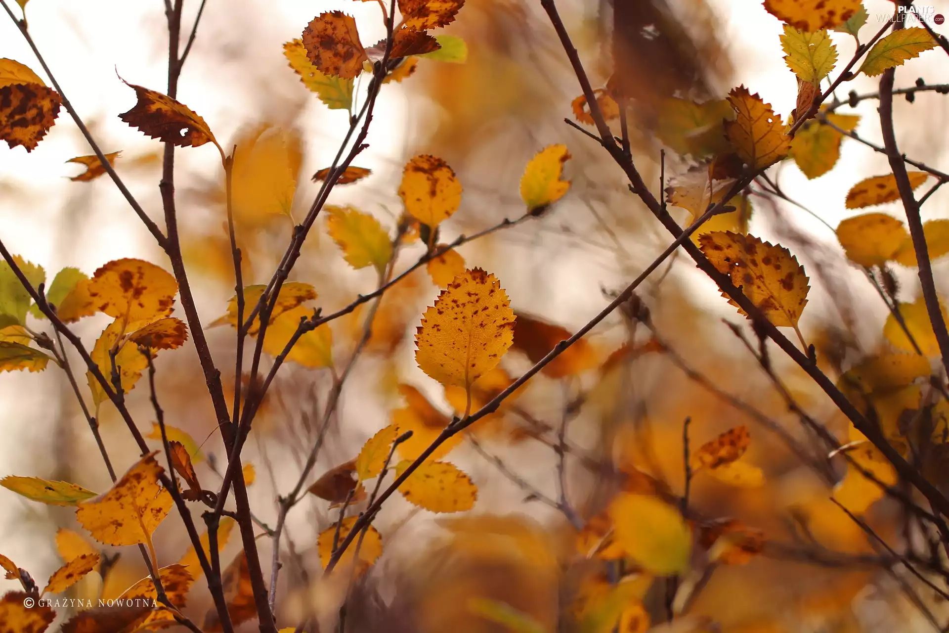 Twigs, Autumn, Leaf