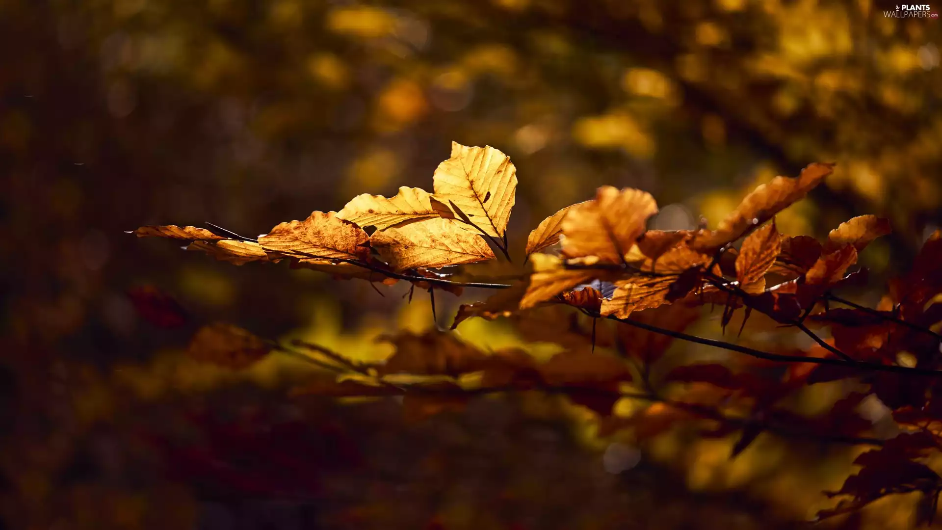 Leaf, fuzzy, background, Twigs