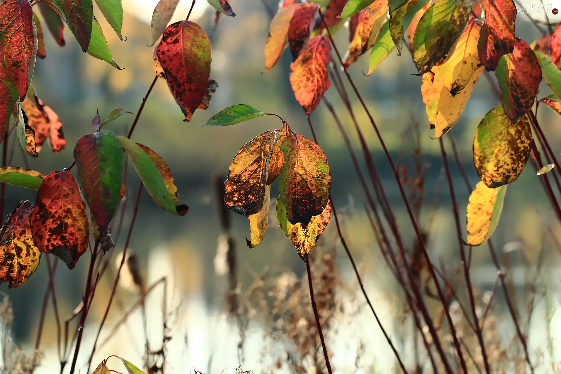 Twigs, color, Leaf