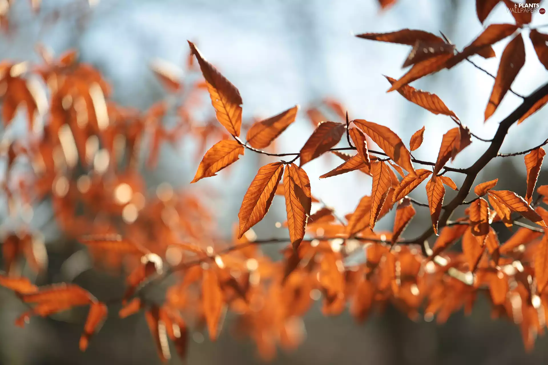 Twigs, dry, Leaf