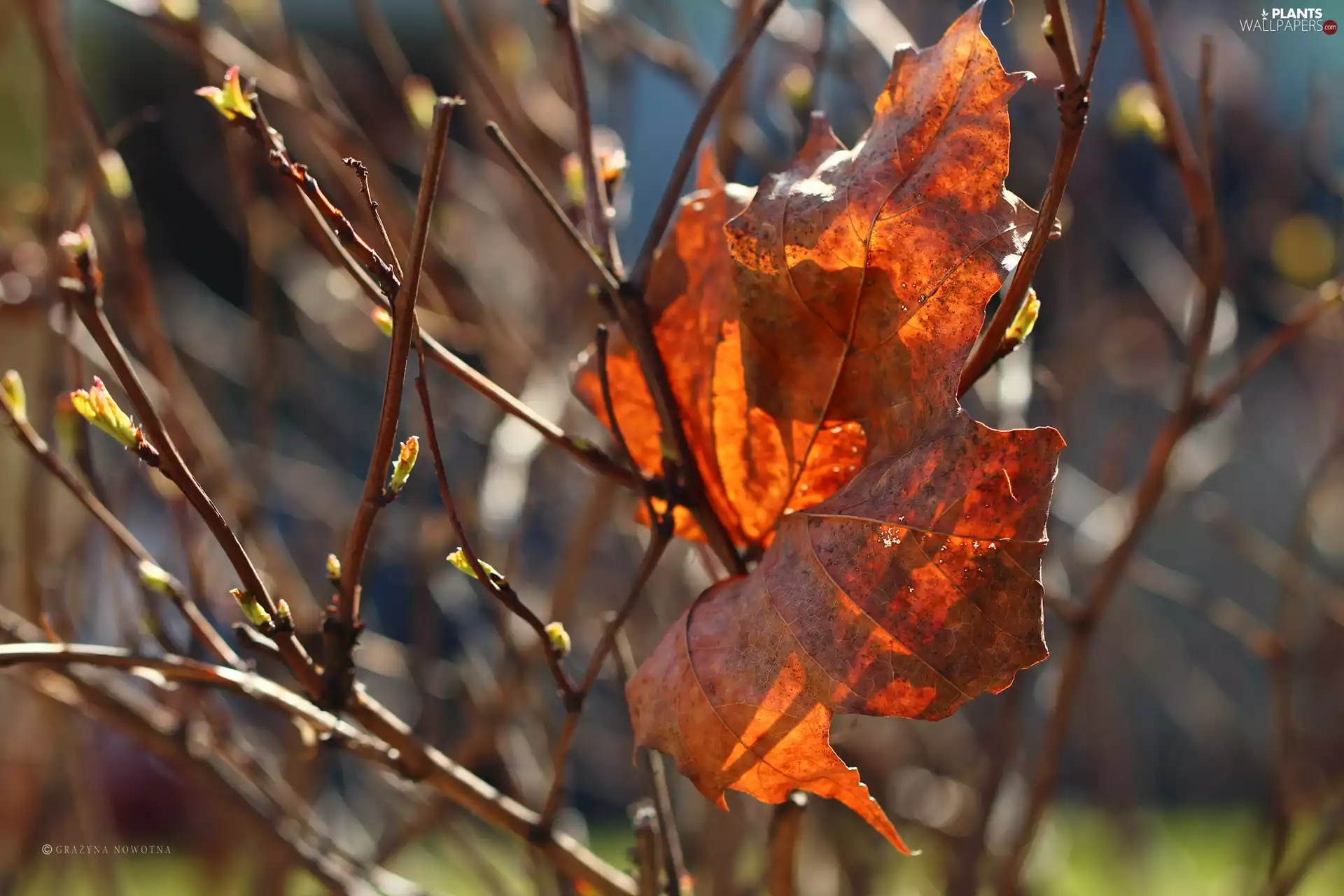 Twigs, dry, leaf
