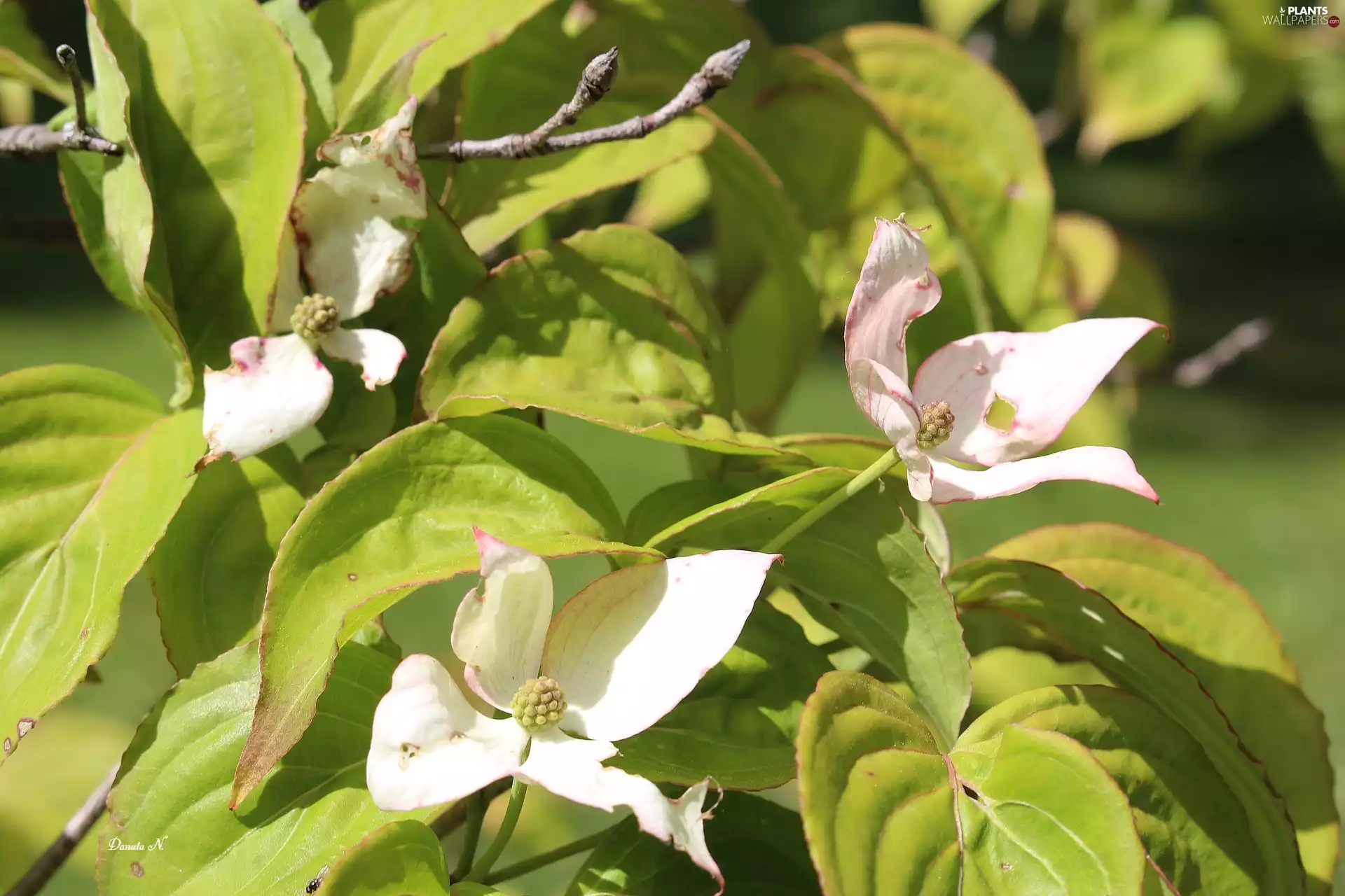Twigs, Flowers, Leaf