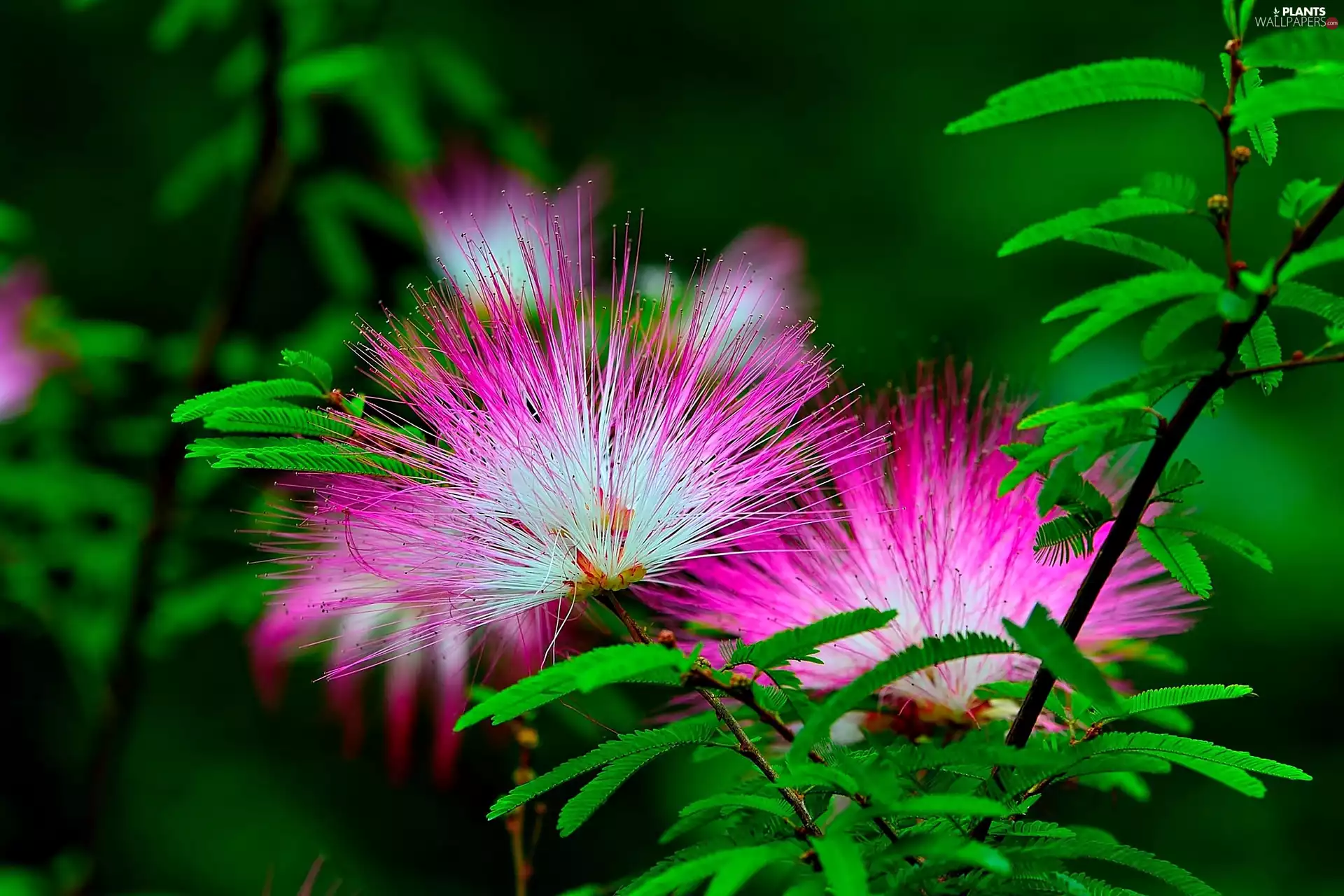 Leaf, Albizia julibrissin, Twigs