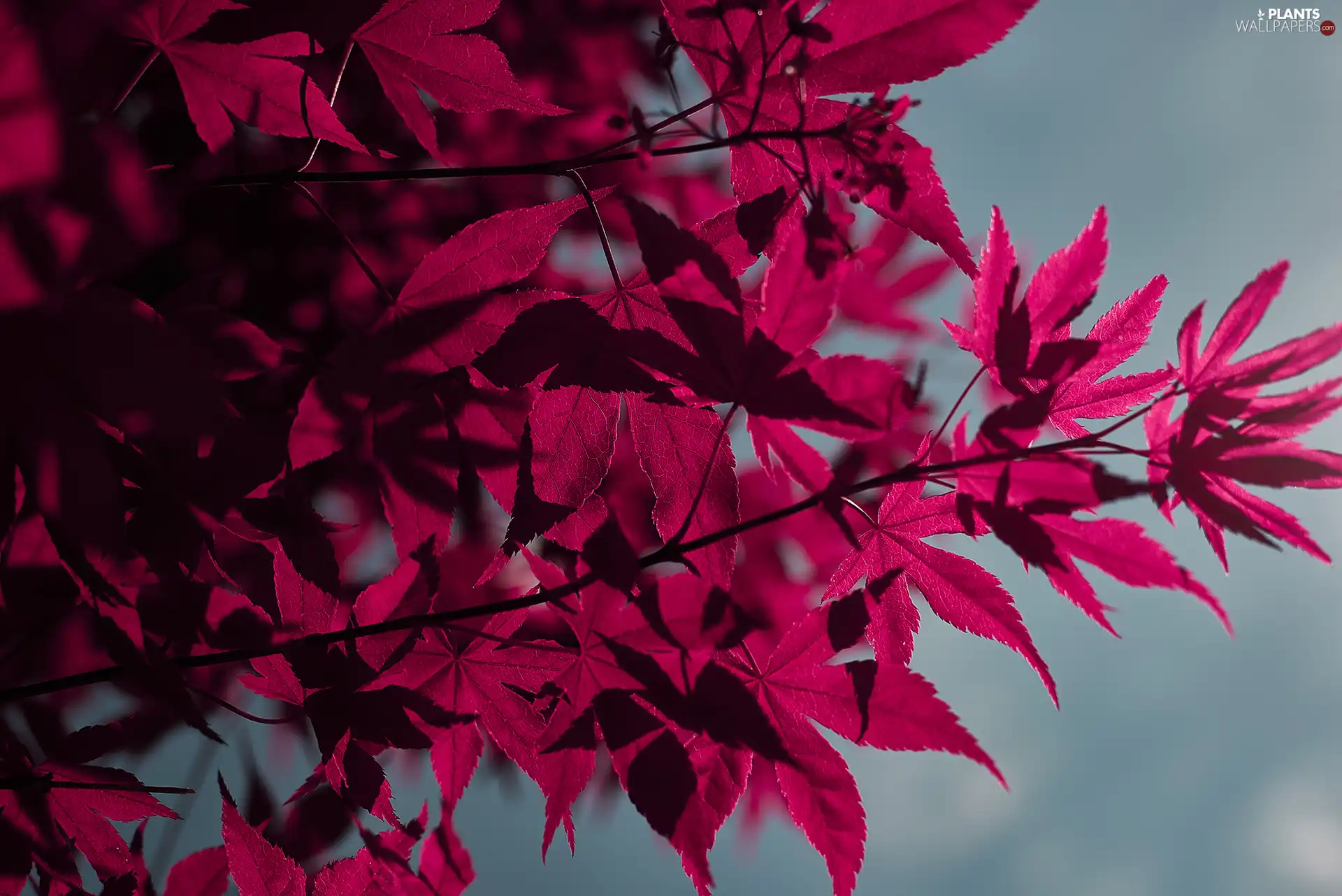 Twigs, maple, Leaf