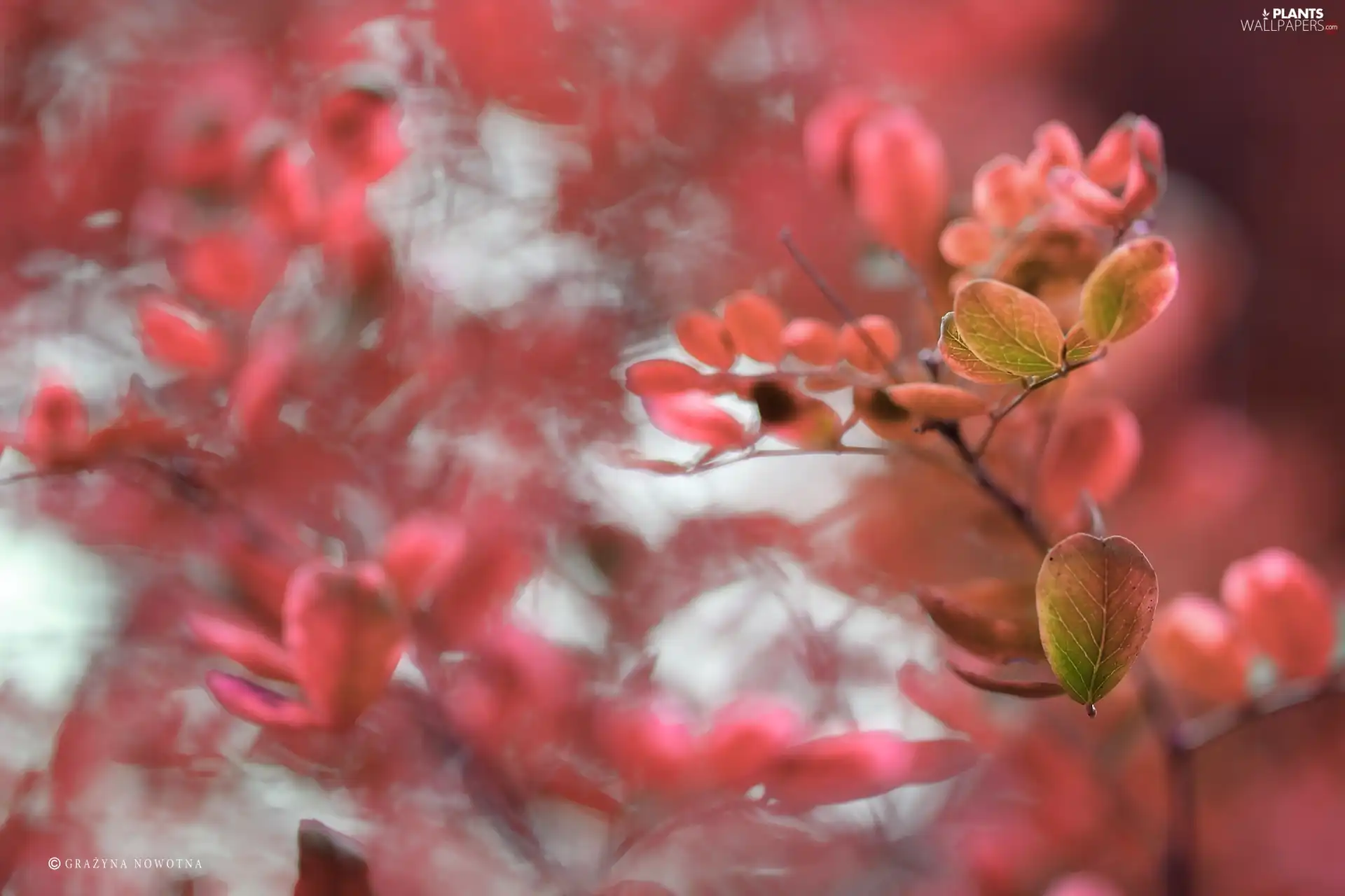 Twigs, Pink, Leaf