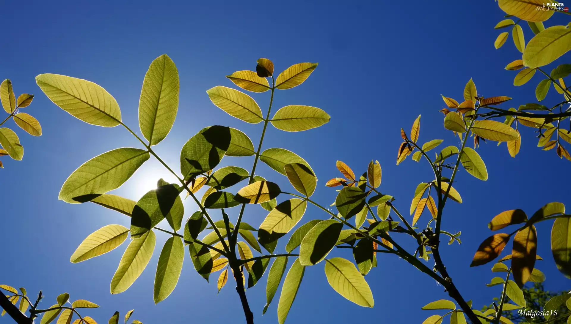Leaf, Walnut, Sky, Twigs