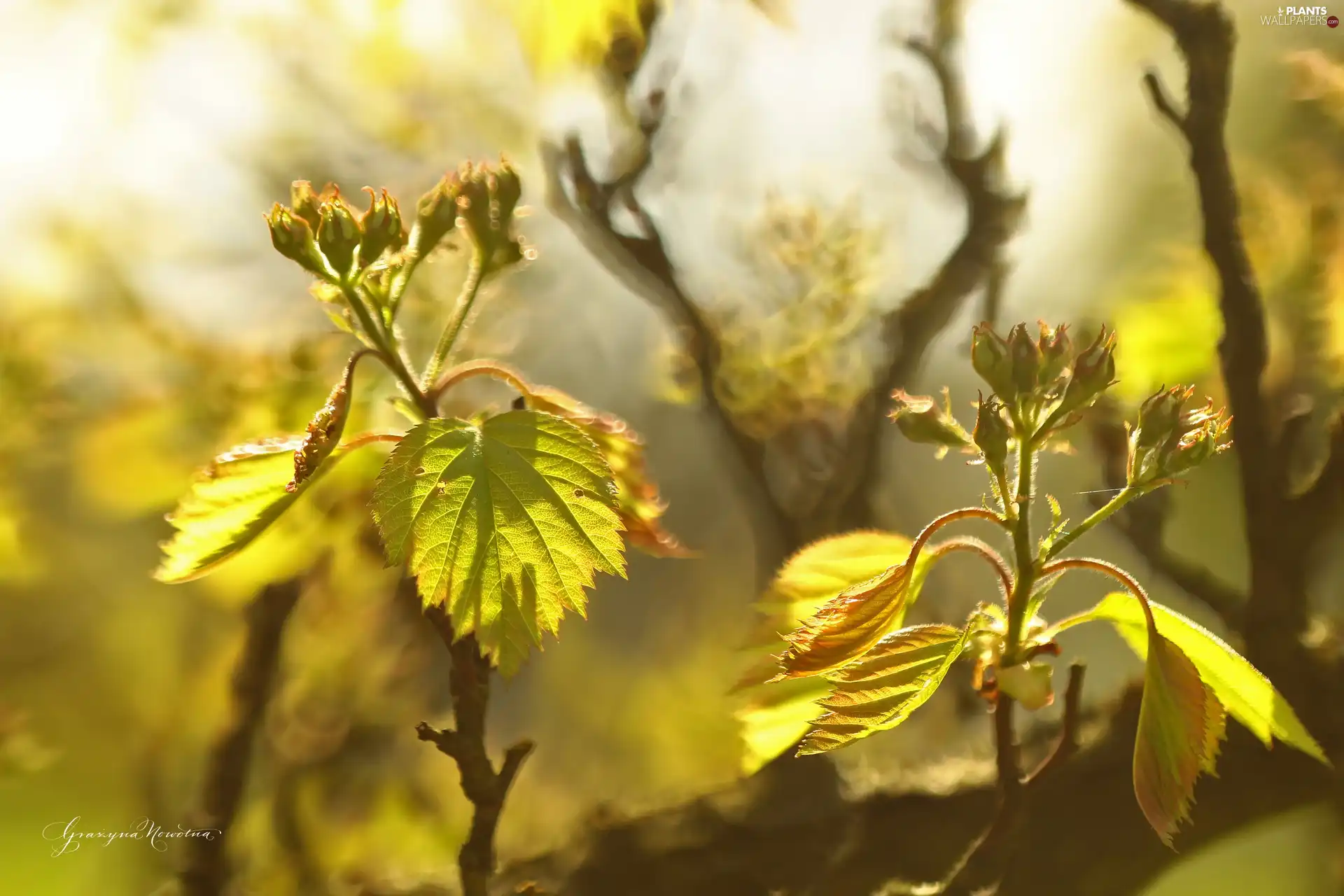 Twigs, trees, Leaf