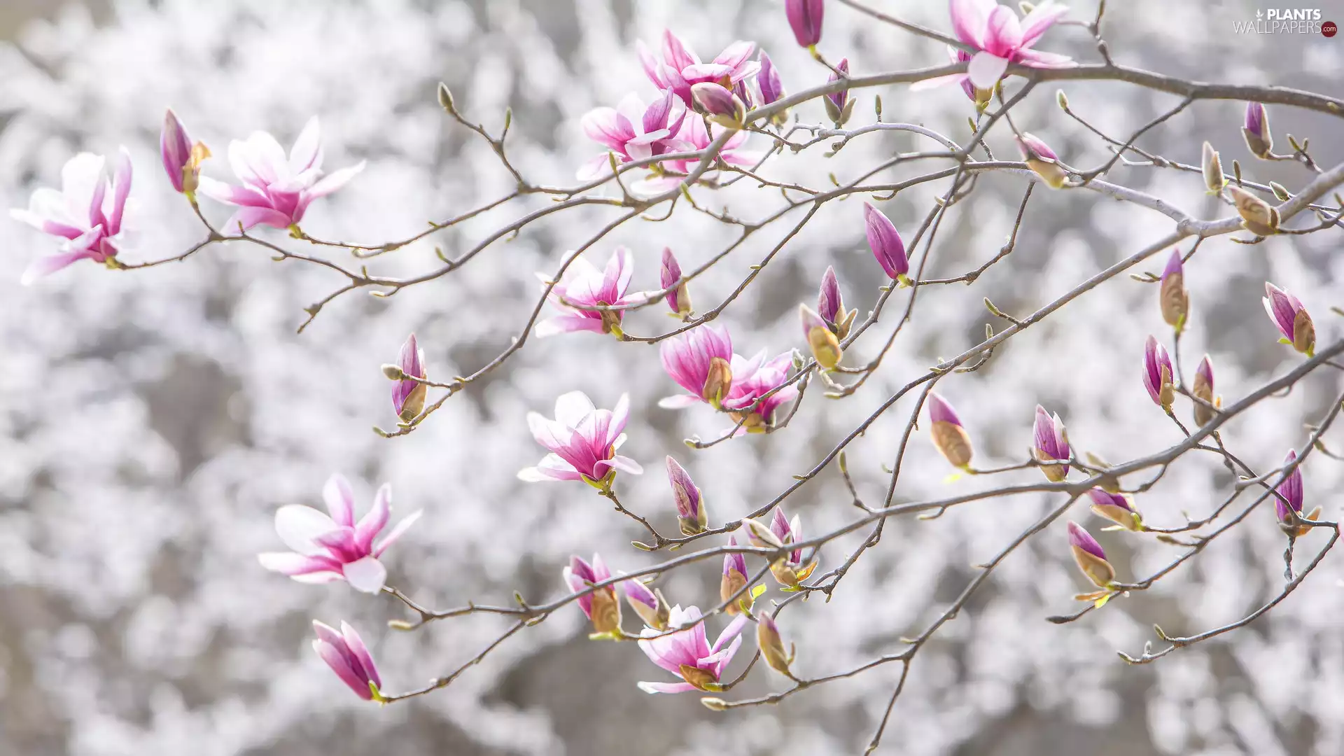 Twigs, Blossoming, Magnolia